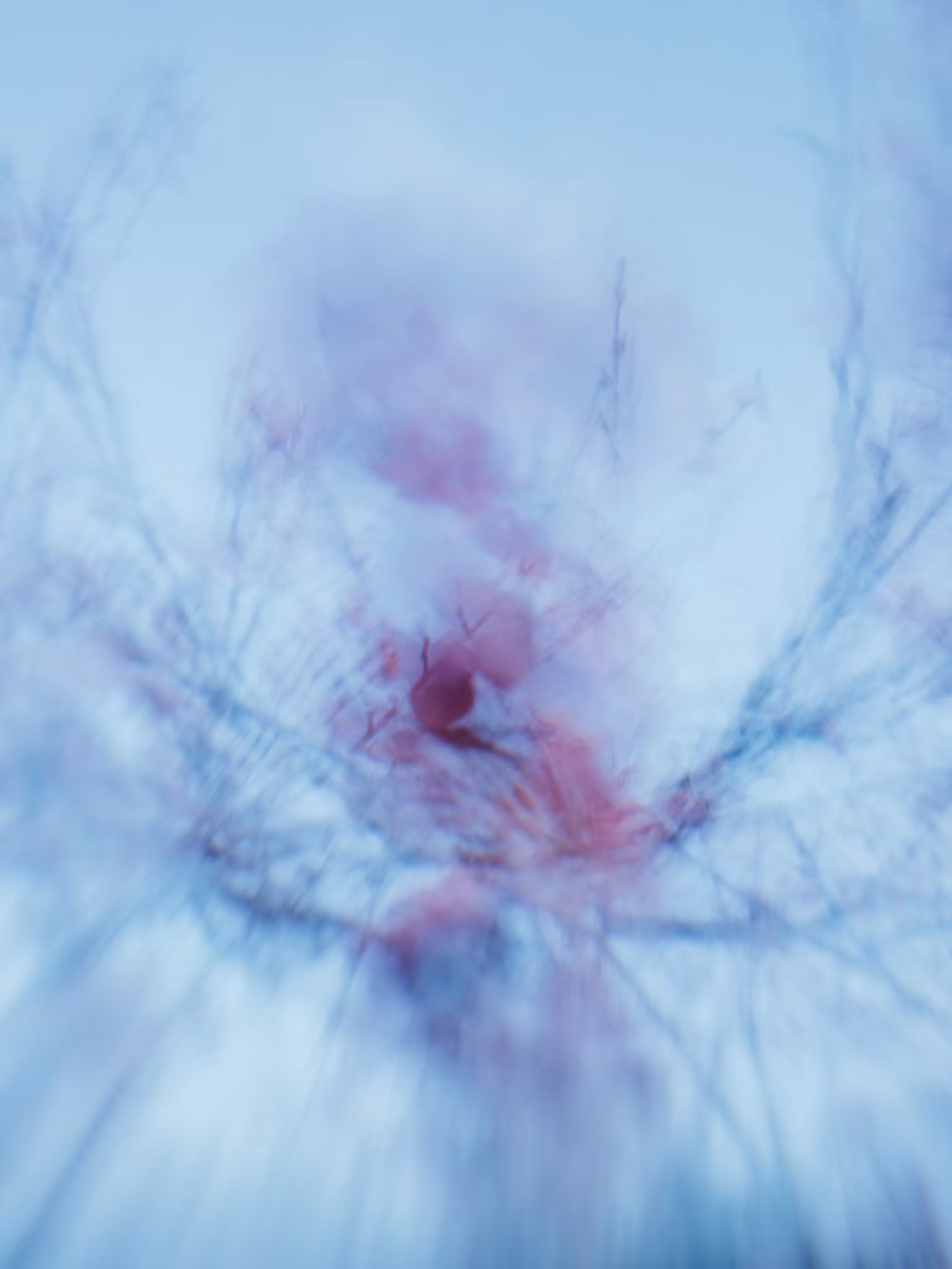 Subtle Blossom
