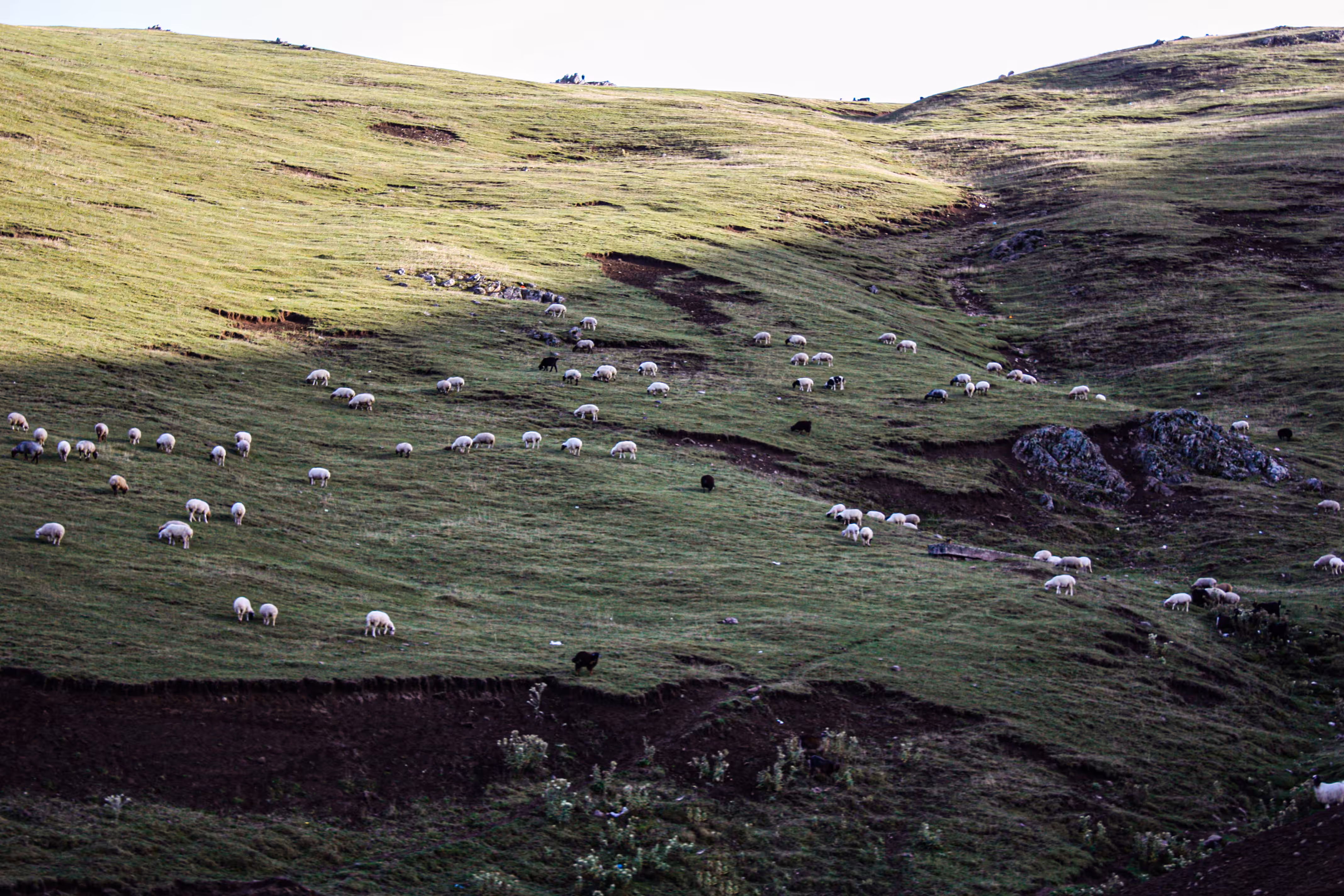 sheeps