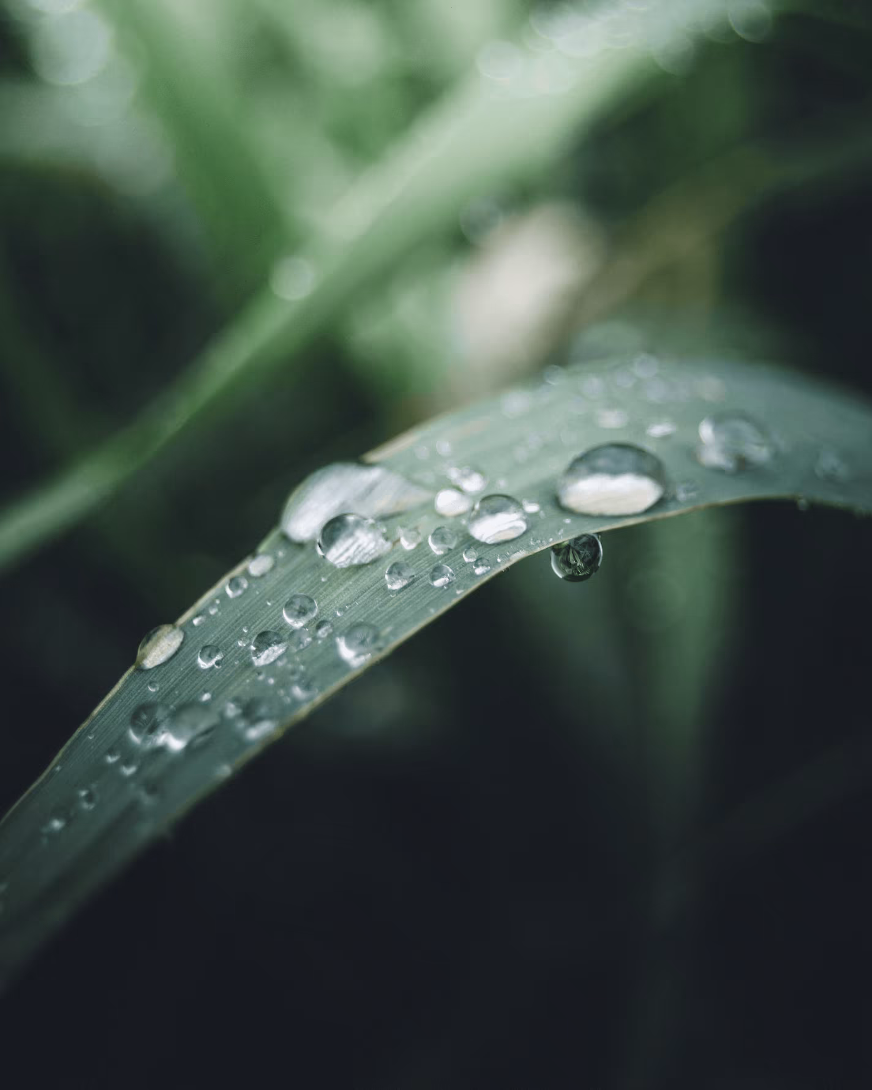 Green Life