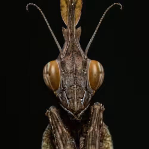The Alien Face