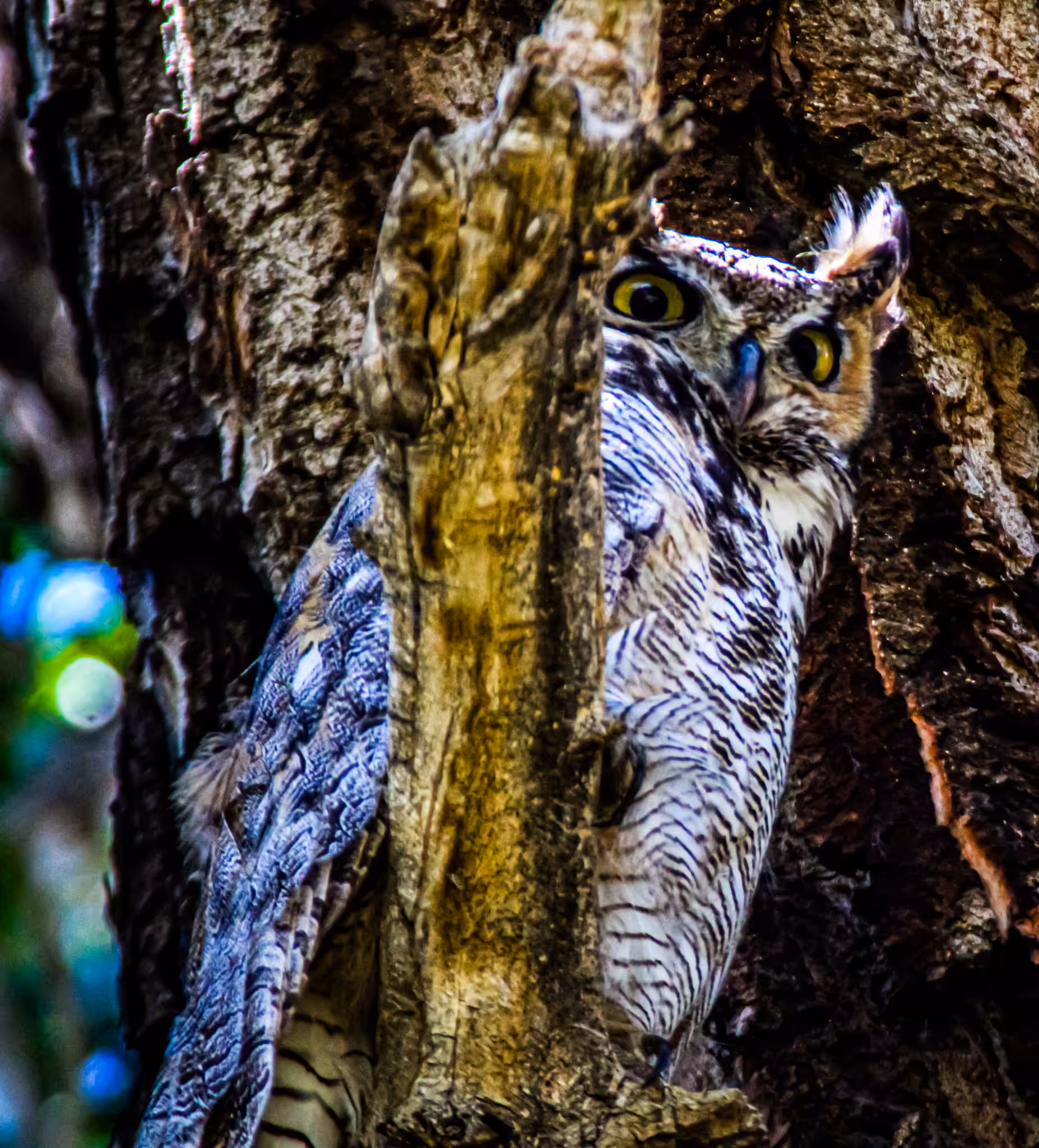 Photo Gardens: Great Horned Owl (horny one) hunting eyes