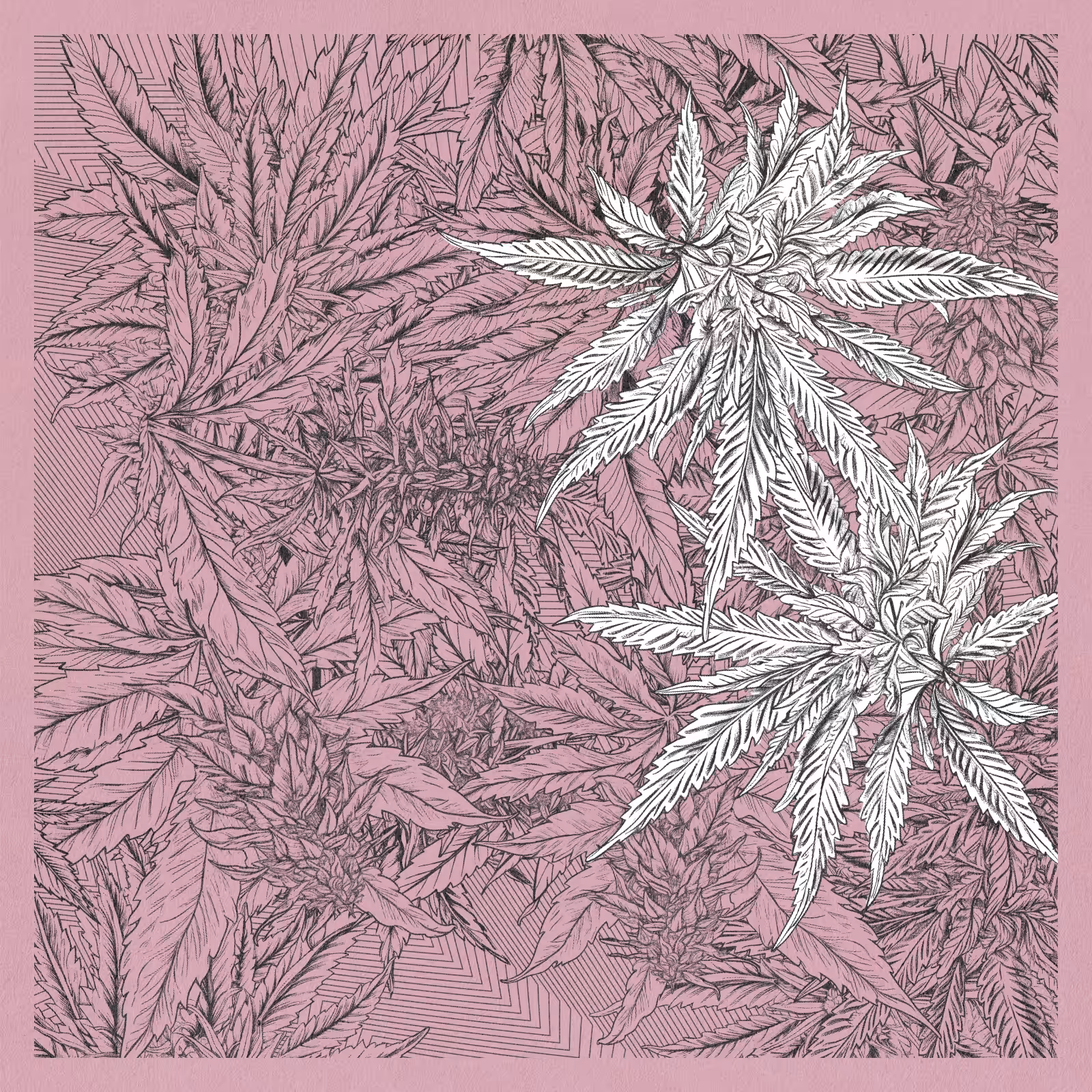 zancannabis #319
