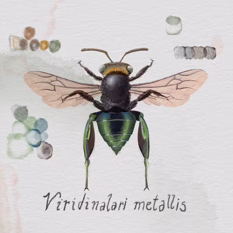 Randomic Brazilian Bees  #74