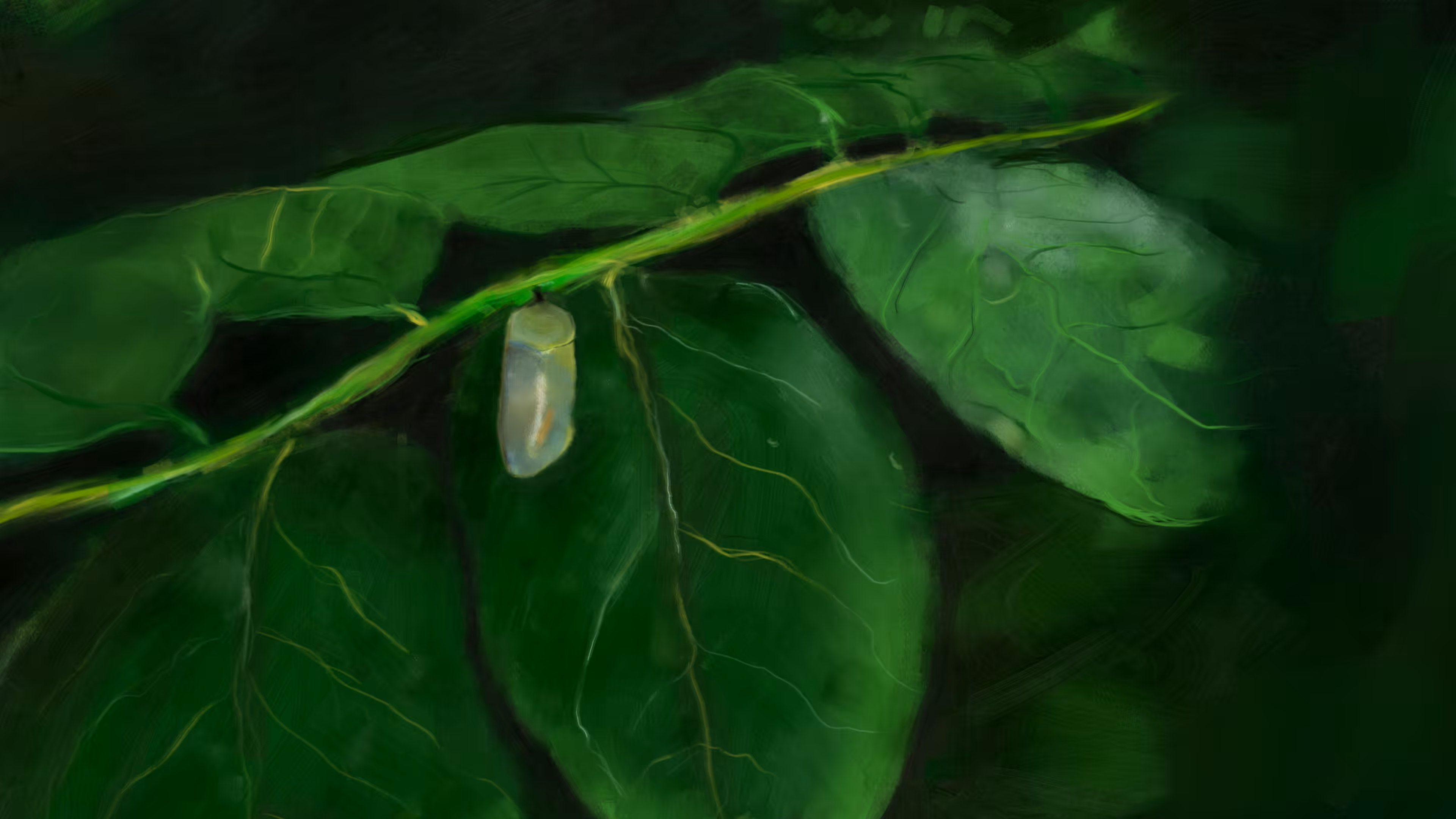 The Pupa