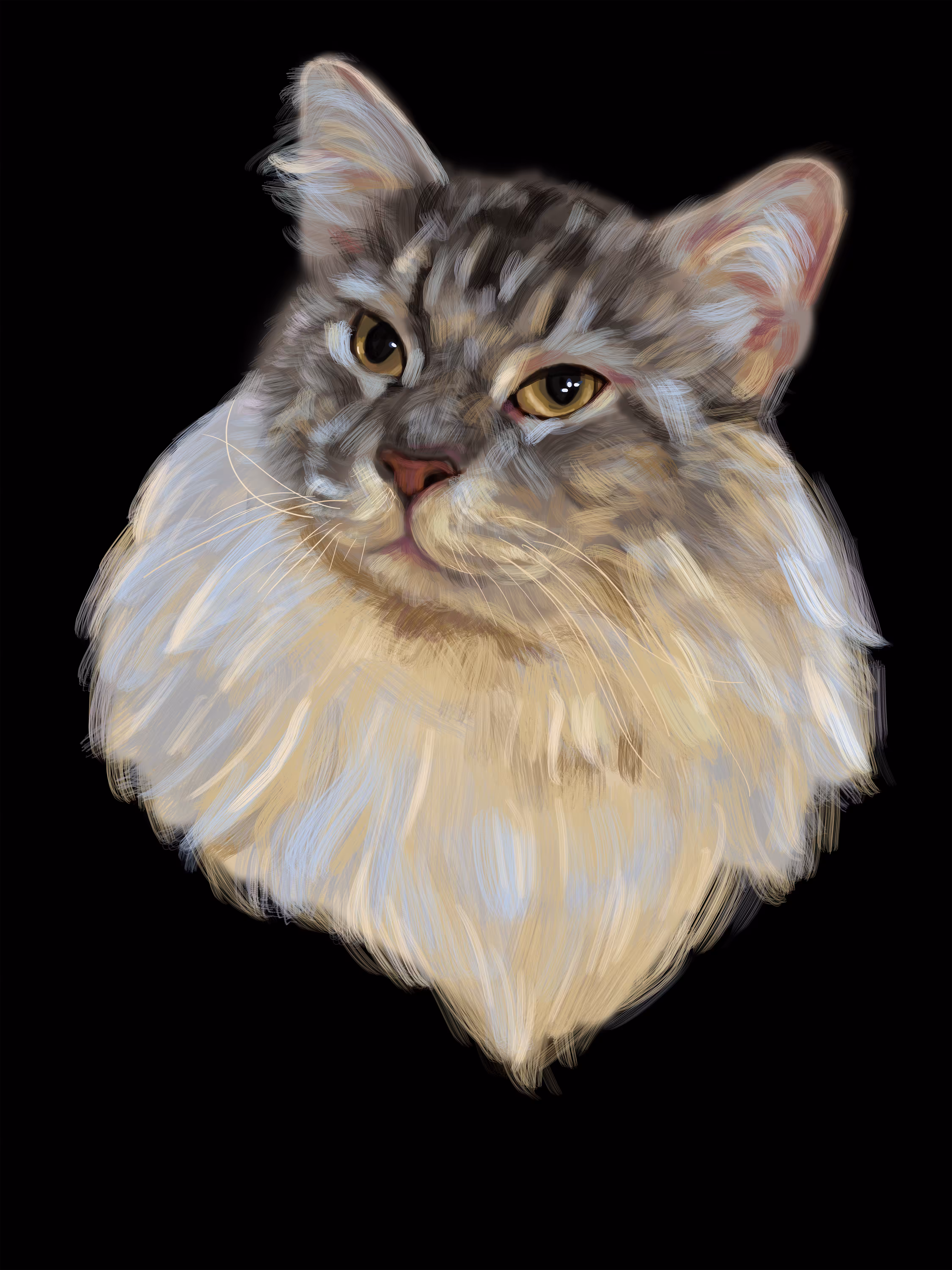 Maine Coon cat