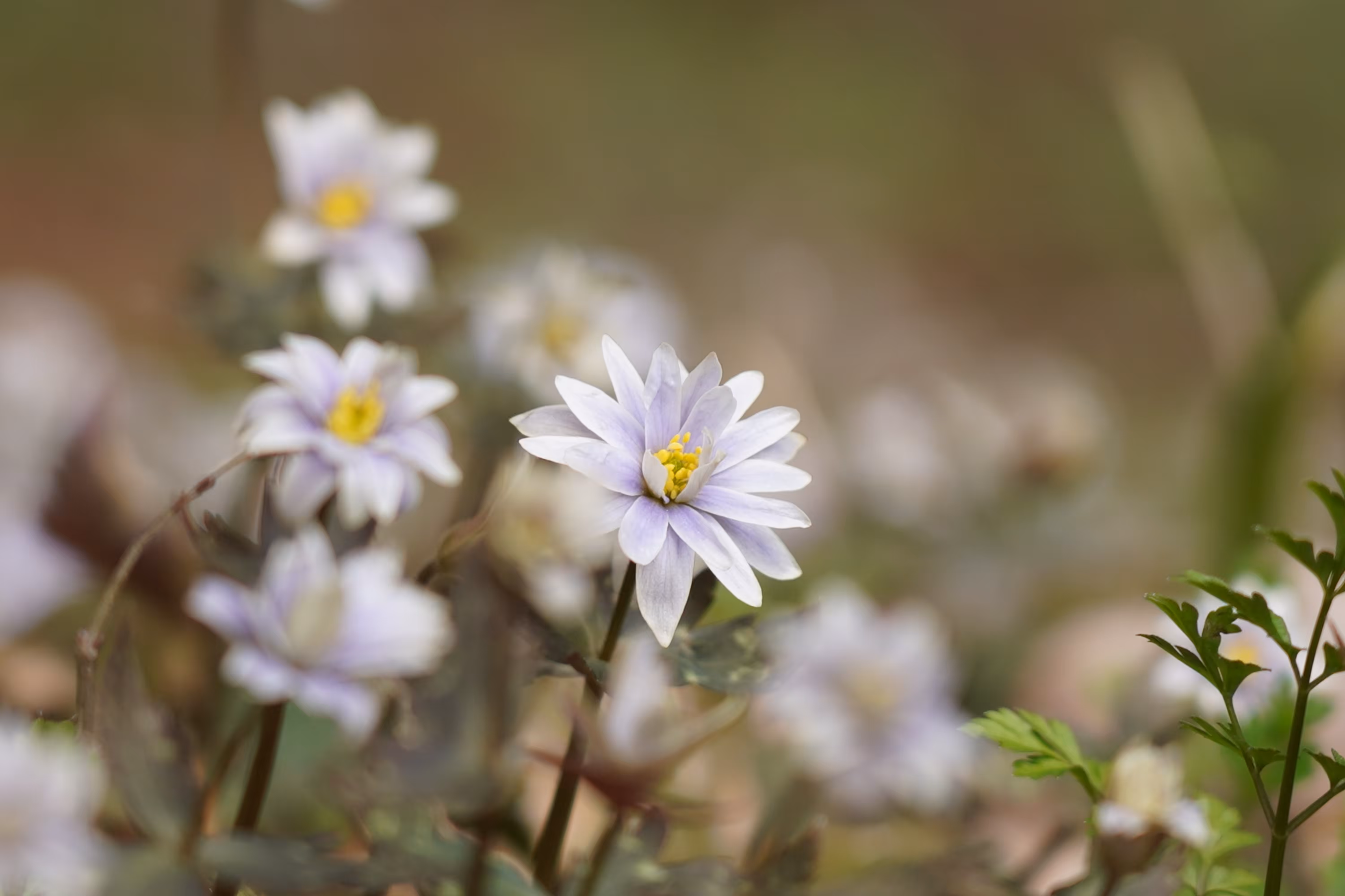 Yukiwari Ichige heralds the arrival of spring