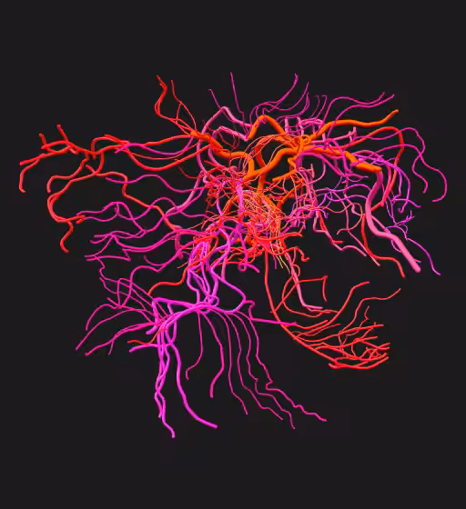 secret map inside a body 