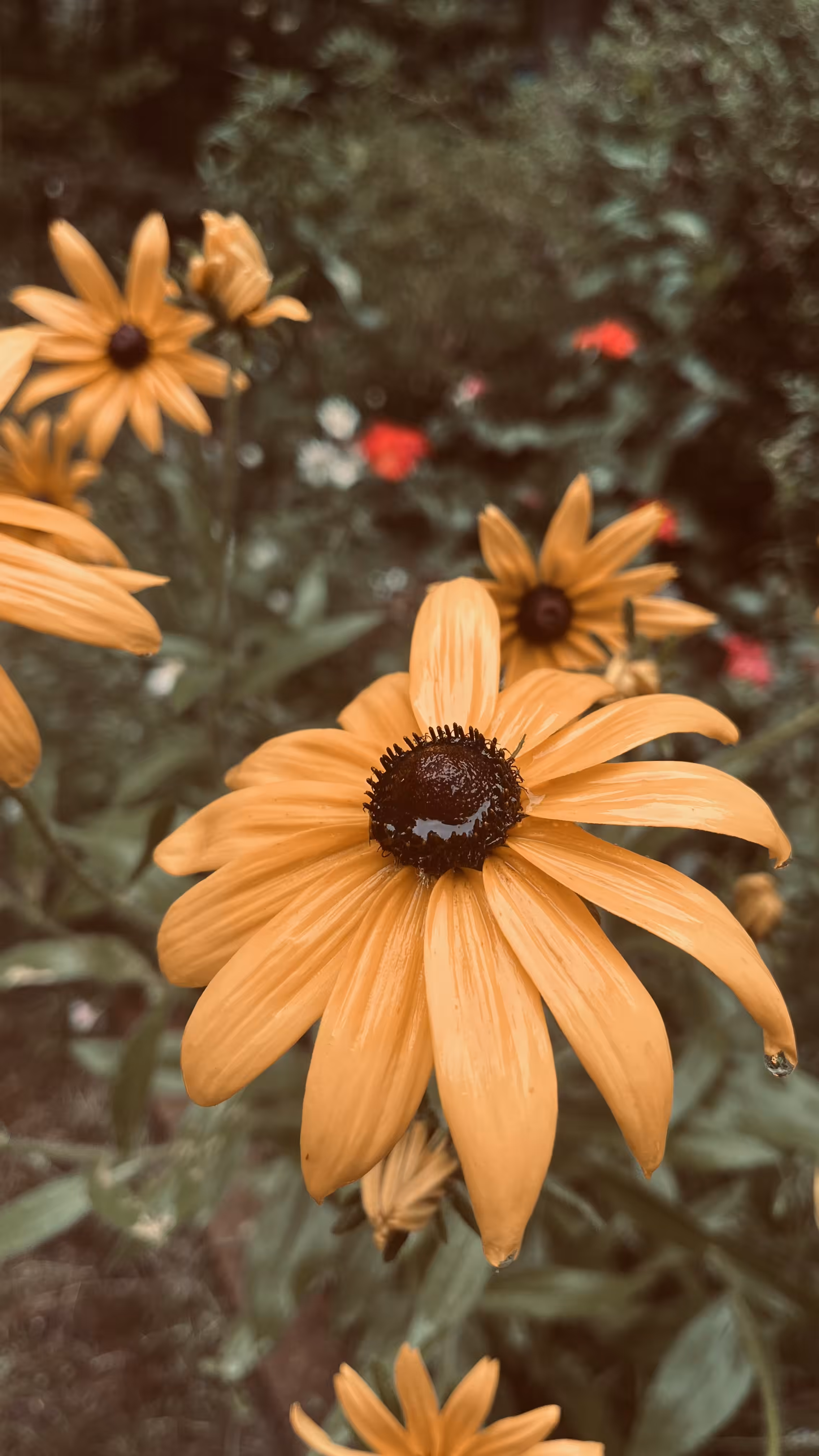 Black Eye Susan’s 