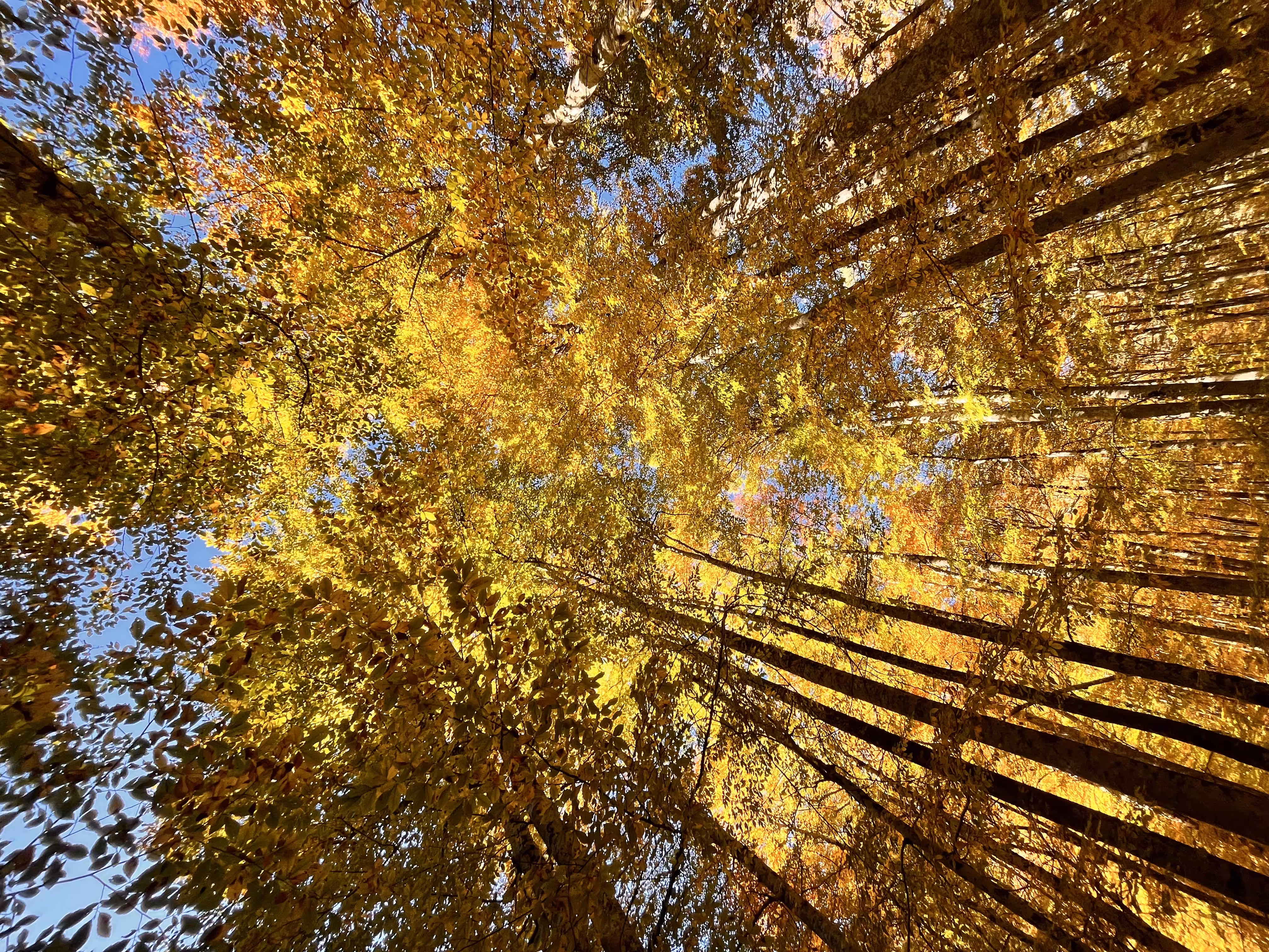 Autumn forest