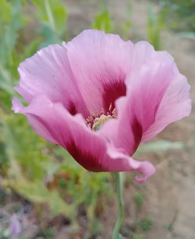 Opium Poppy