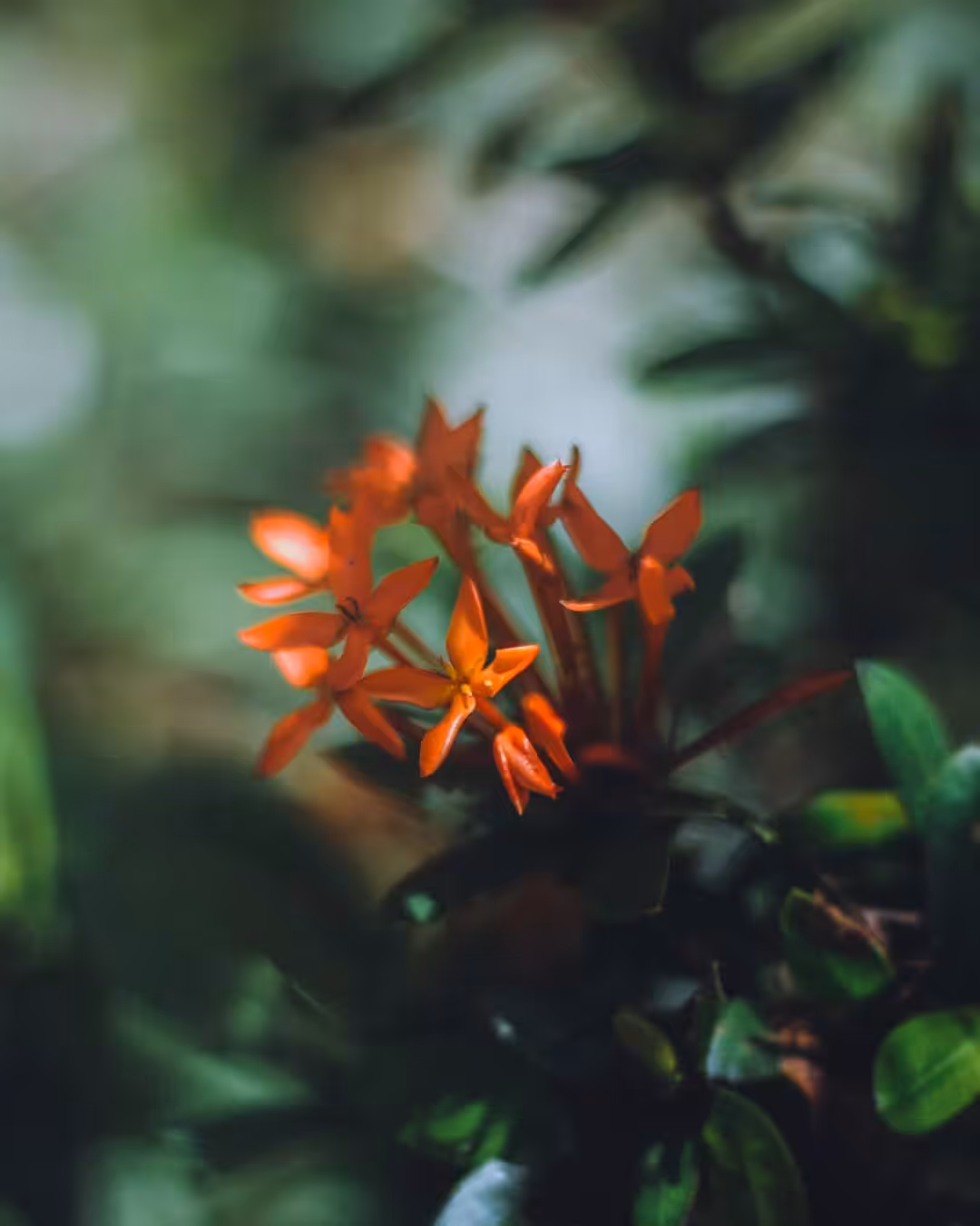 bloom #16