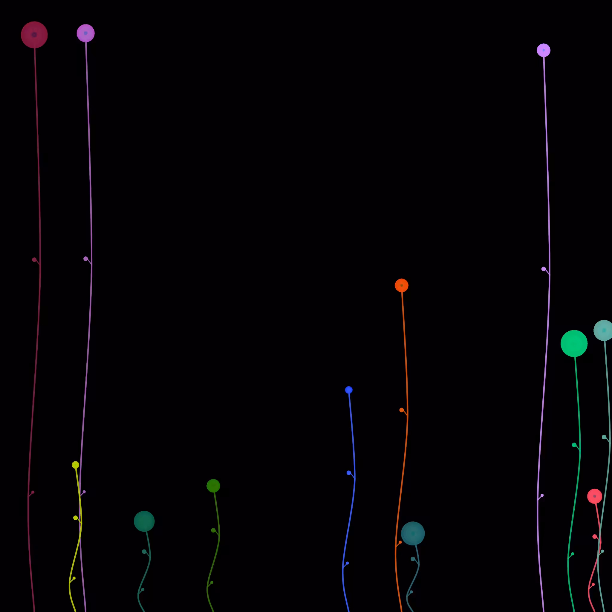 Pi Allium #1
