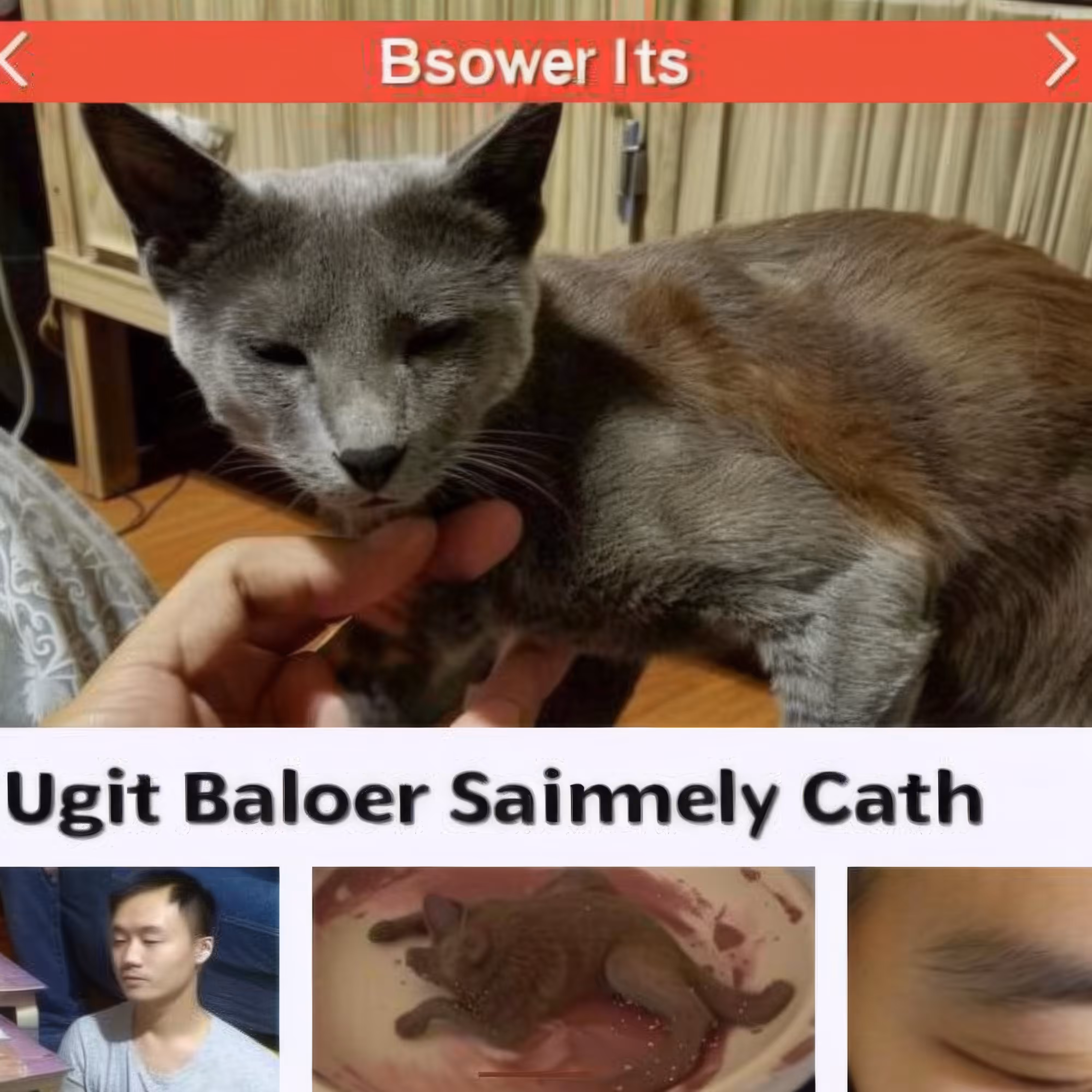 BAD JPEGs: Bad-Cat-For-Sale