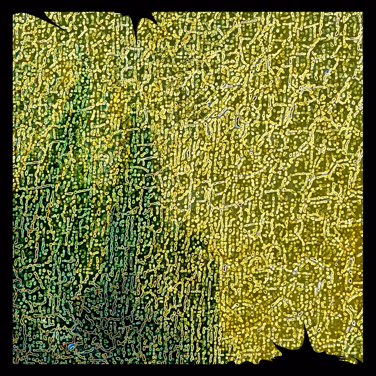 Cell 11
