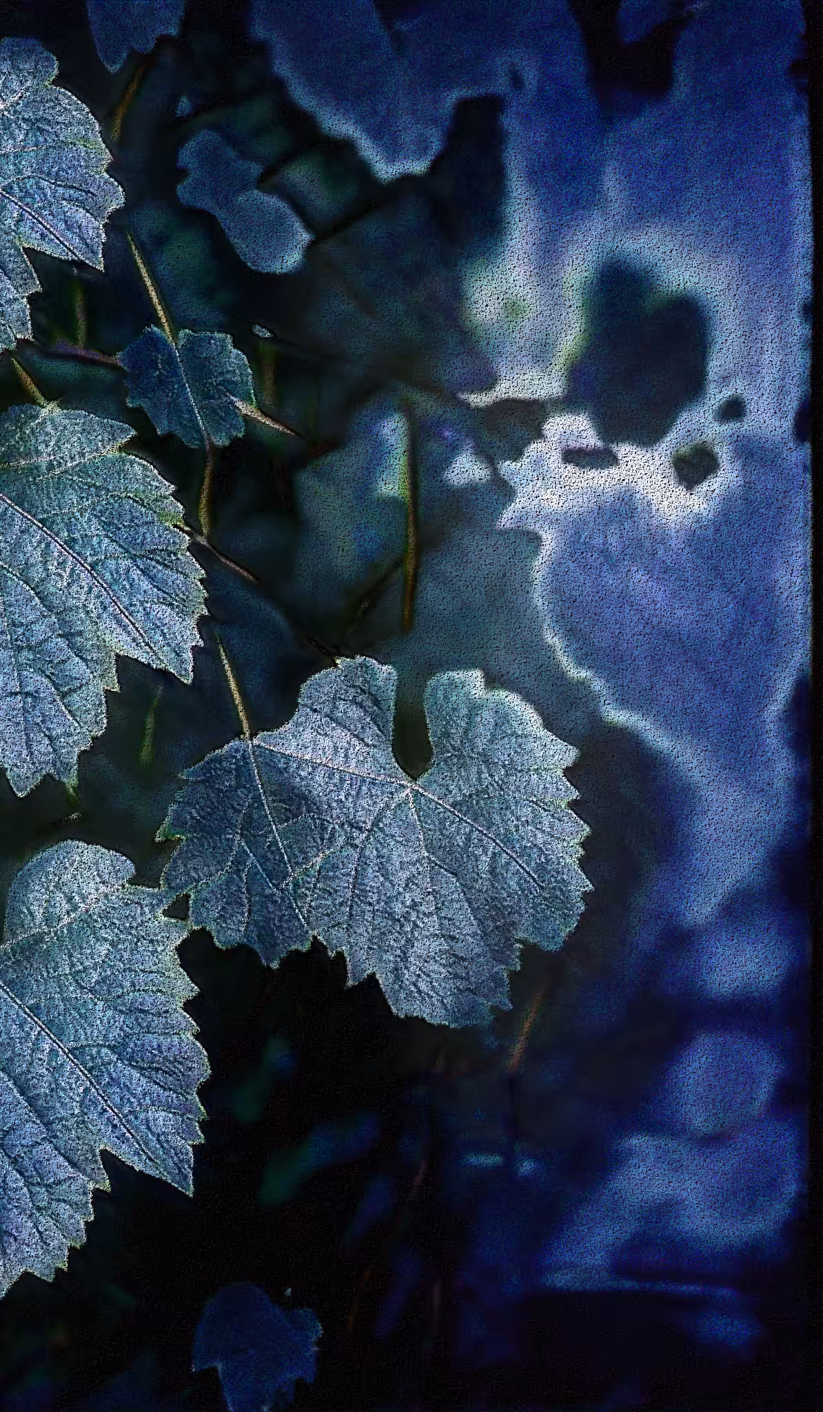 APPARATUS-VITIS: Apparatus Vitis #8