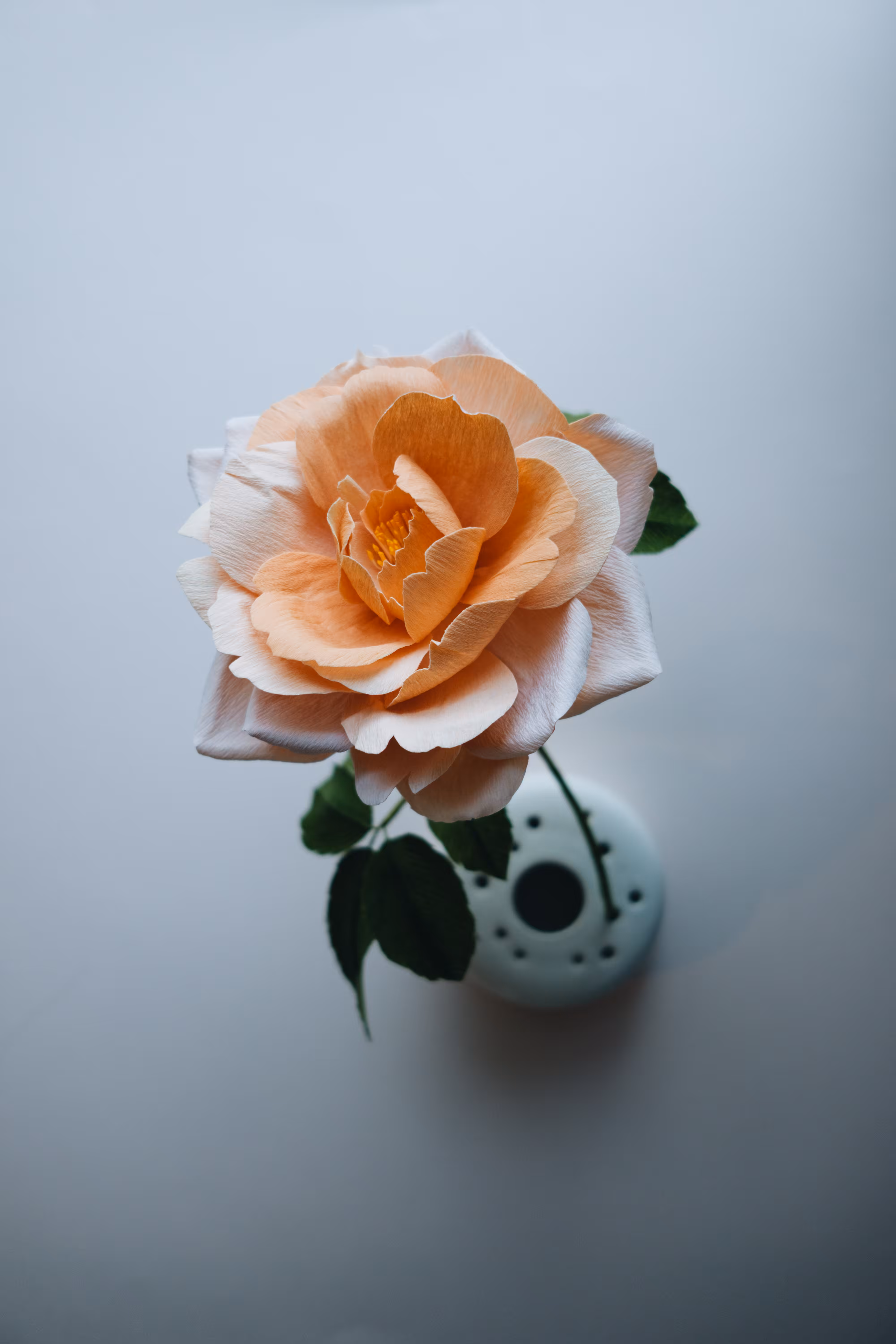 Apricots and Cream