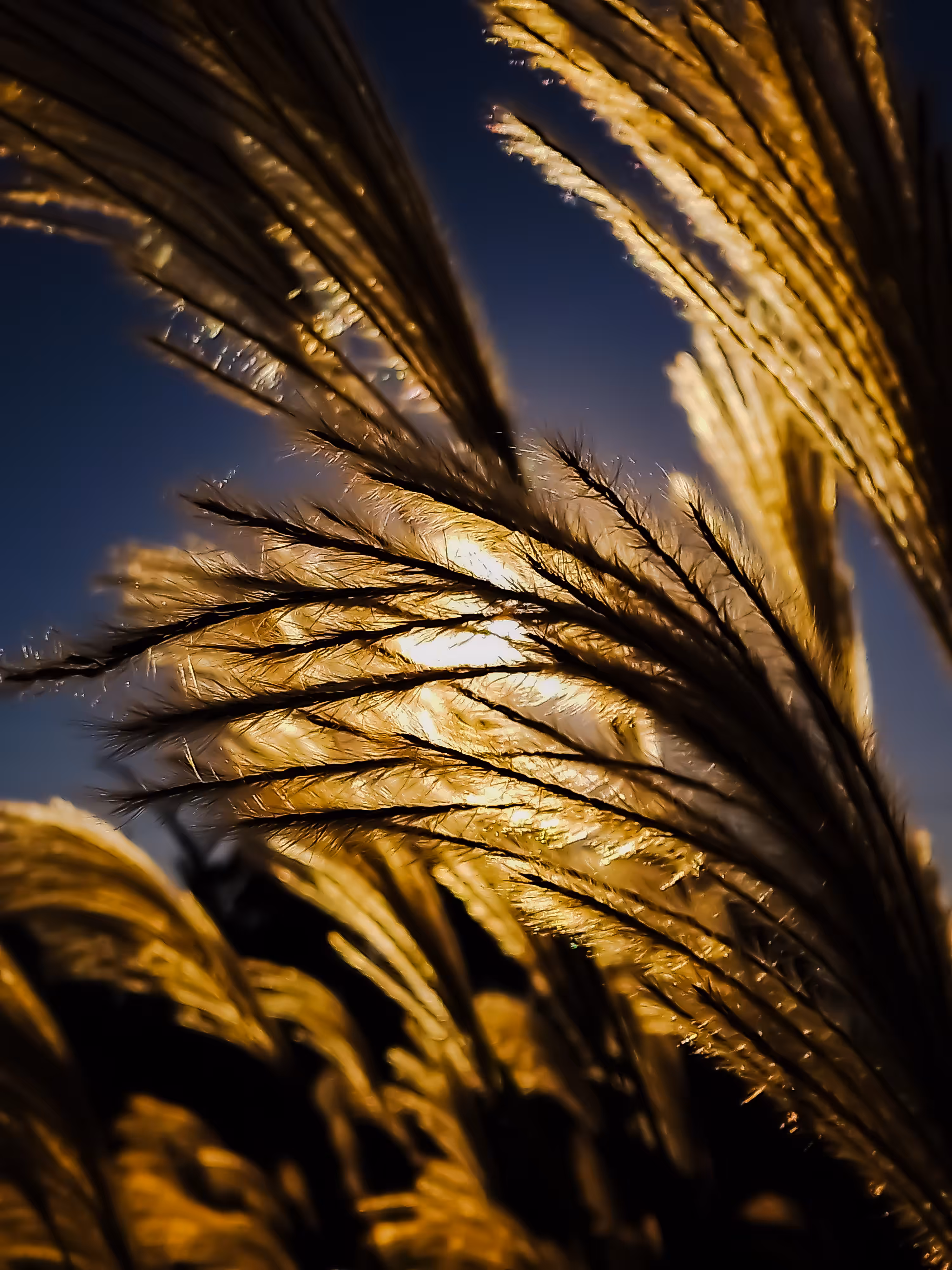 silver grass