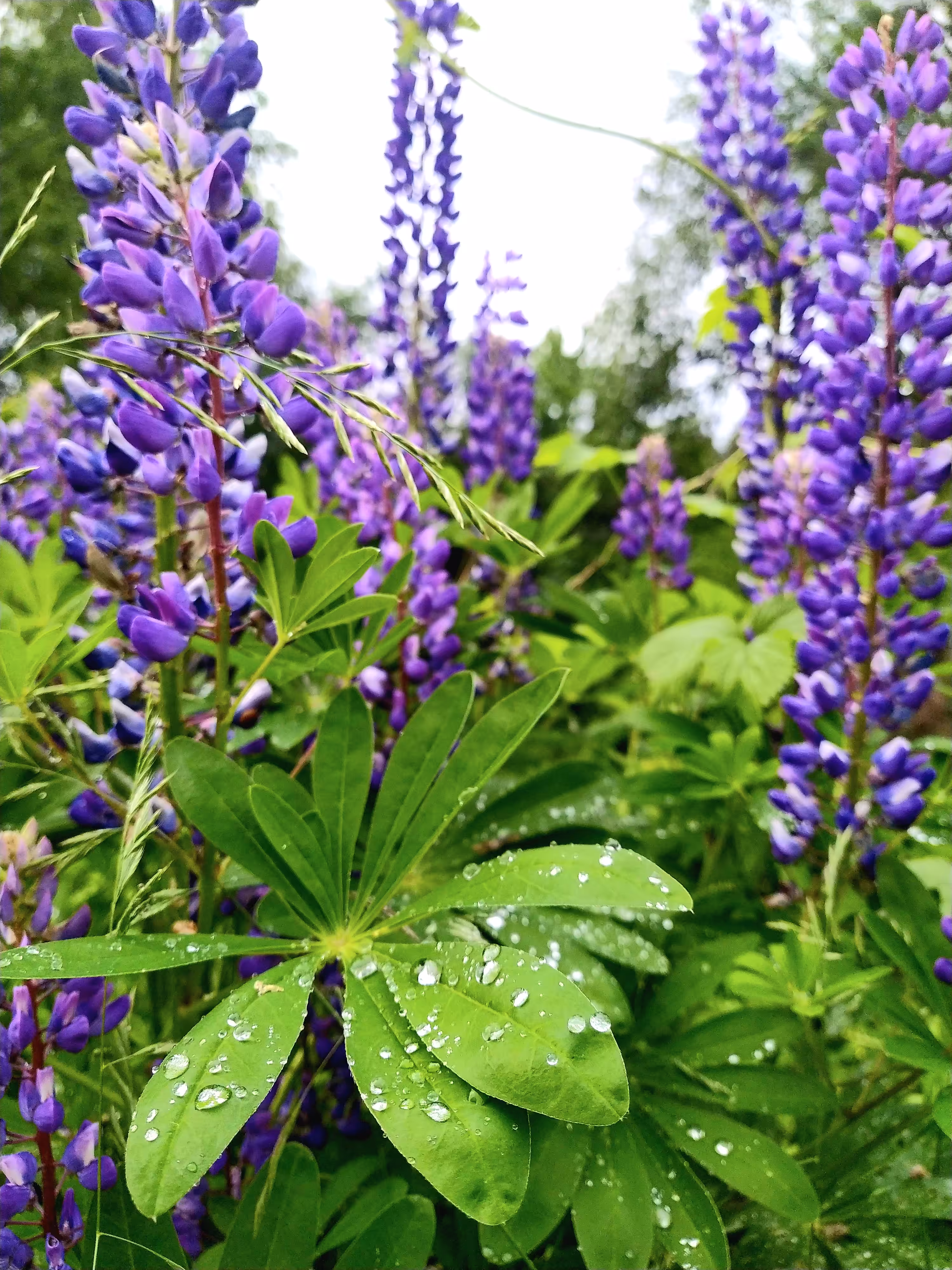 Violet Lupines