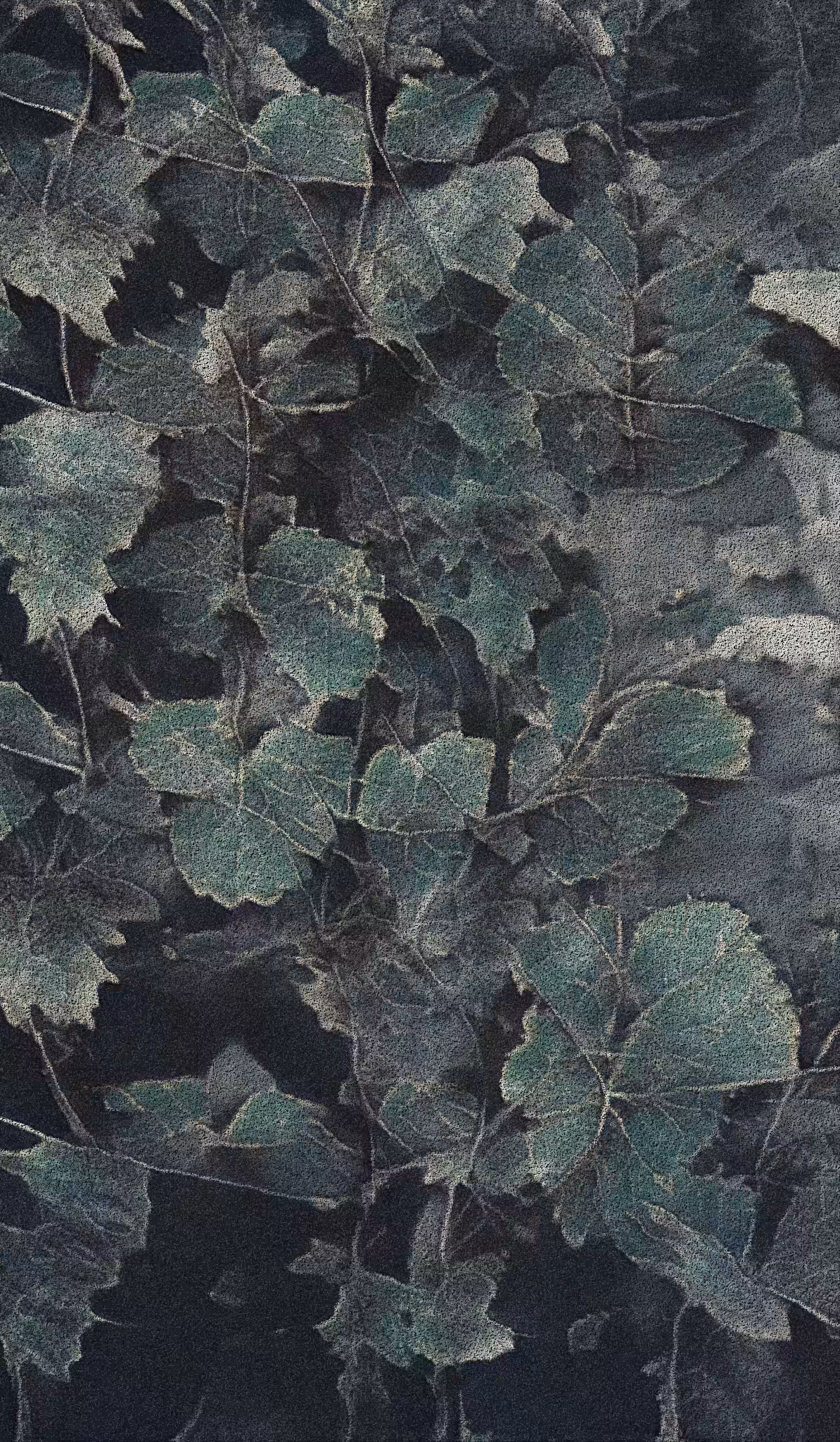 APPARATUS-VITIS: Apparatus Vitis #55