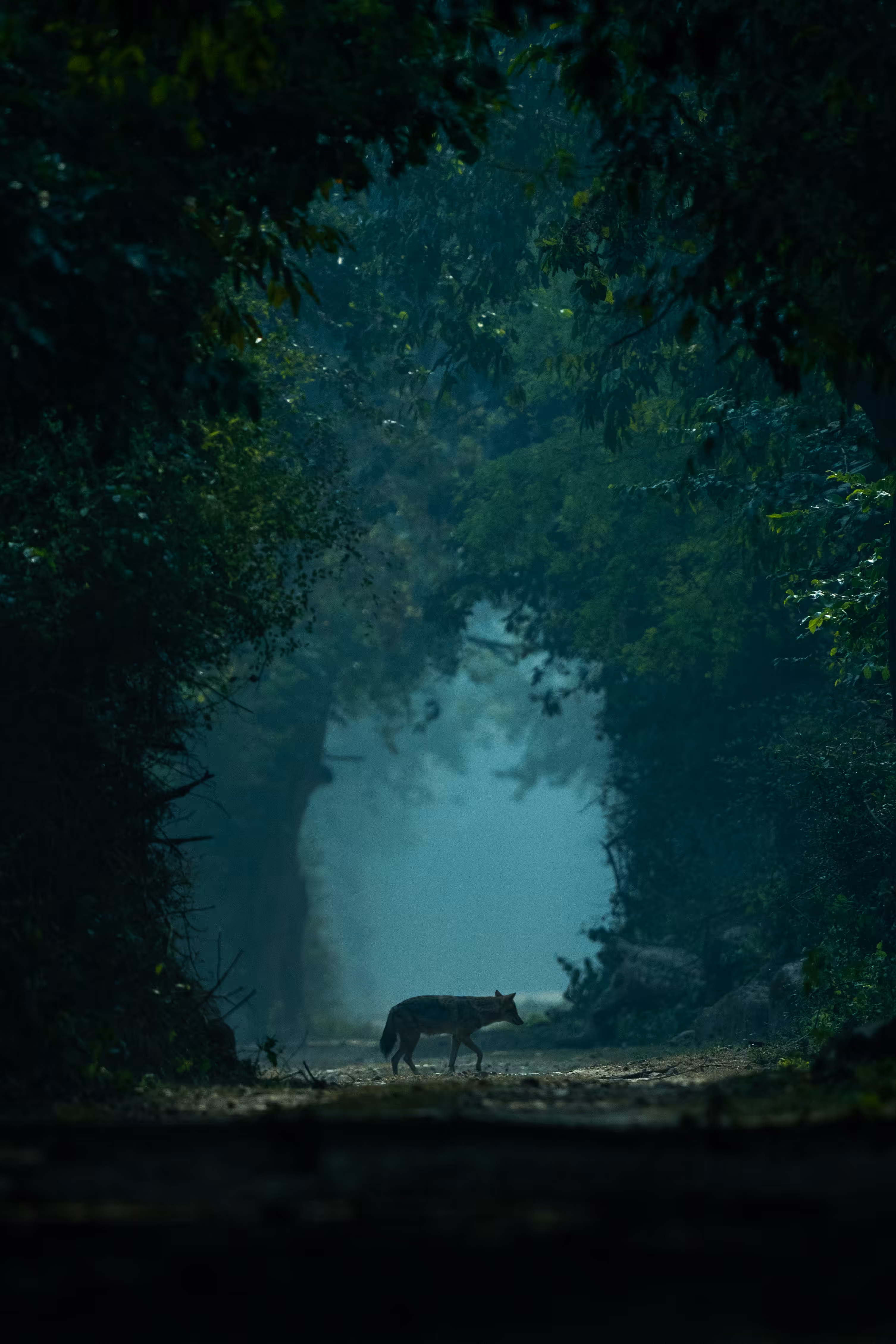 Day of the Jackal