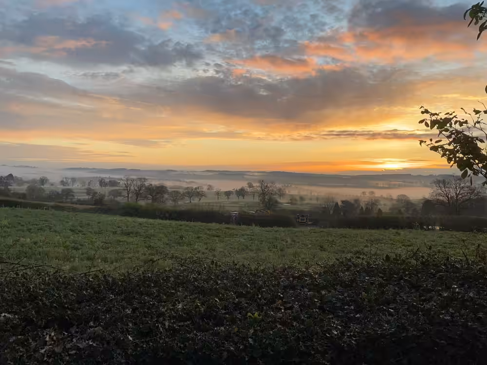 morning glory