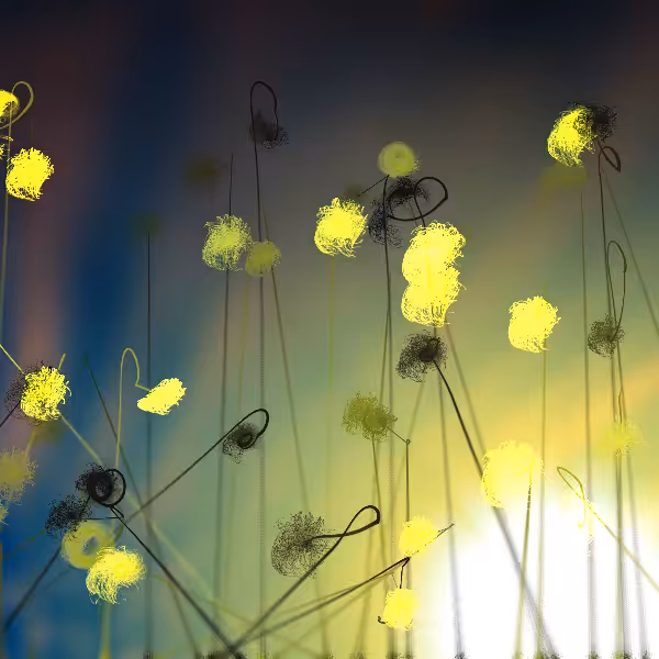 Cottongrass #27