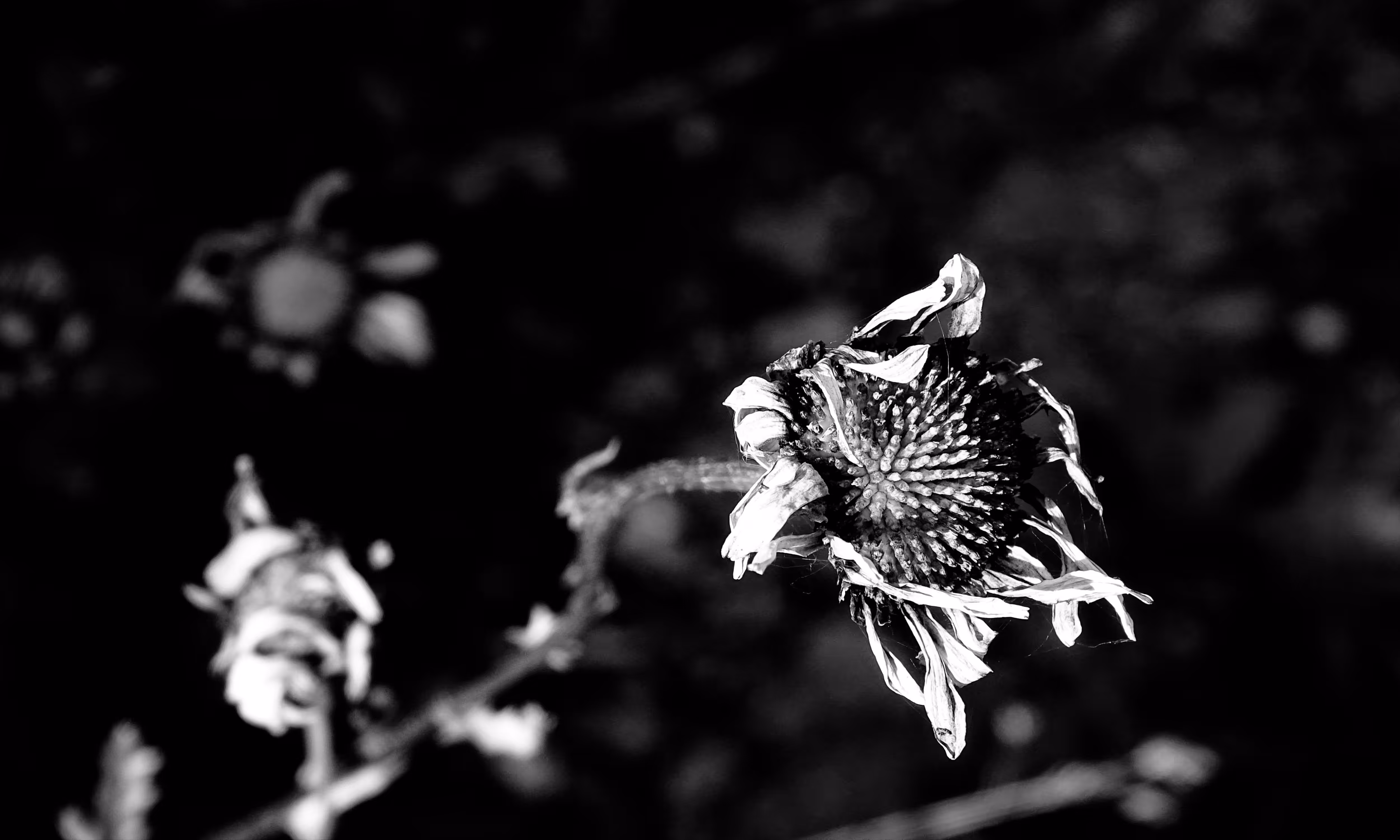 Wither
