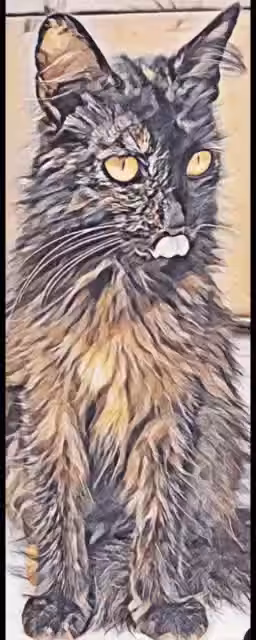 Moving Cat