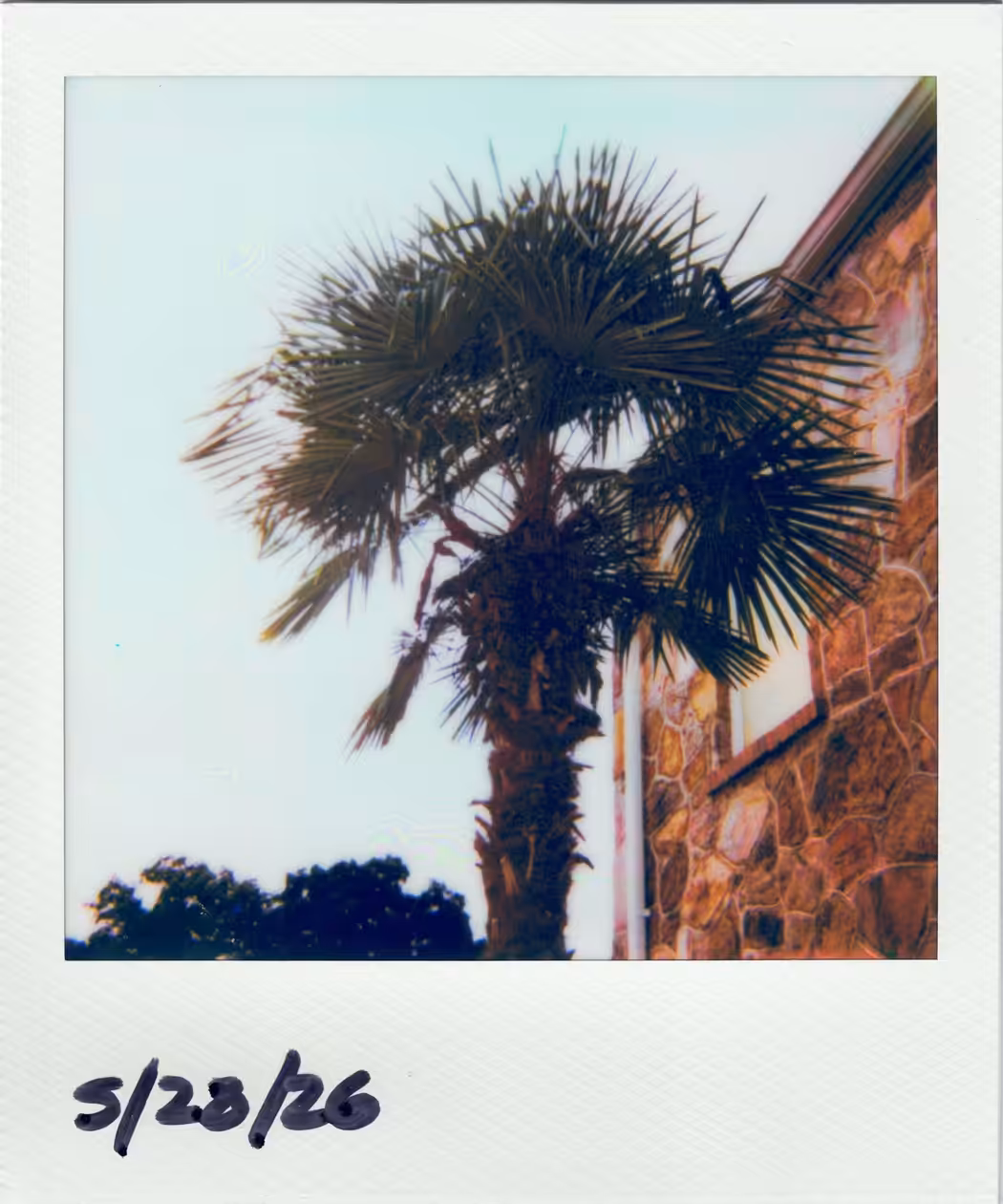 600 Ways to Say Goodbye / Tennessee Palm