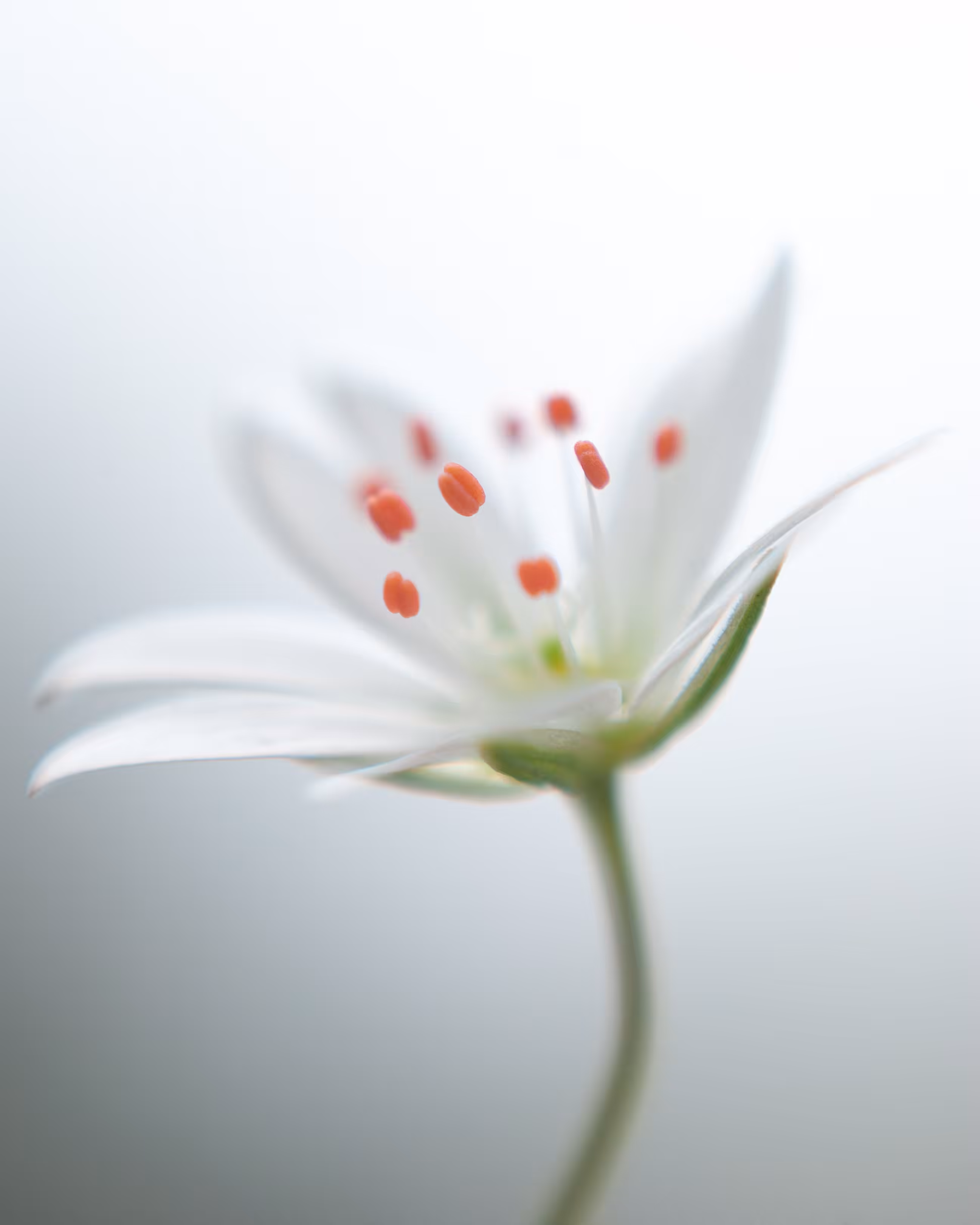 White and red flower