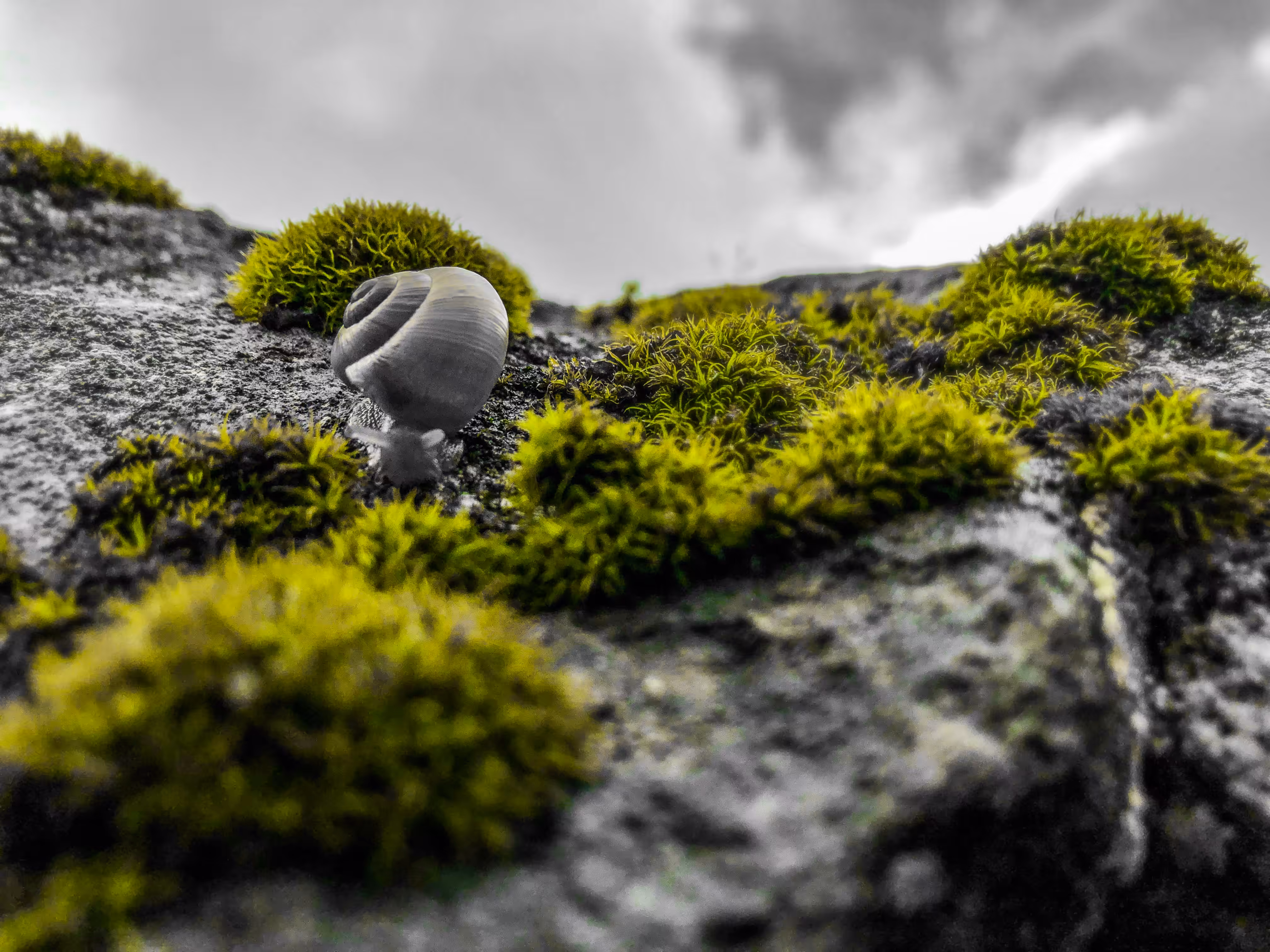 Snail Day