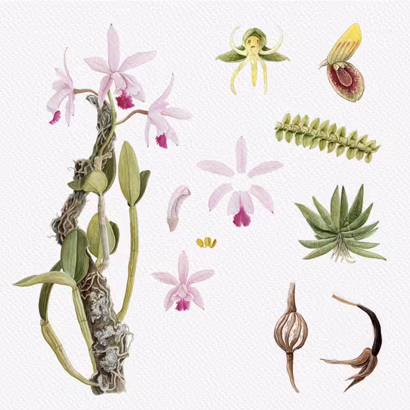 Botanical Illustration - Orchids 1 #20