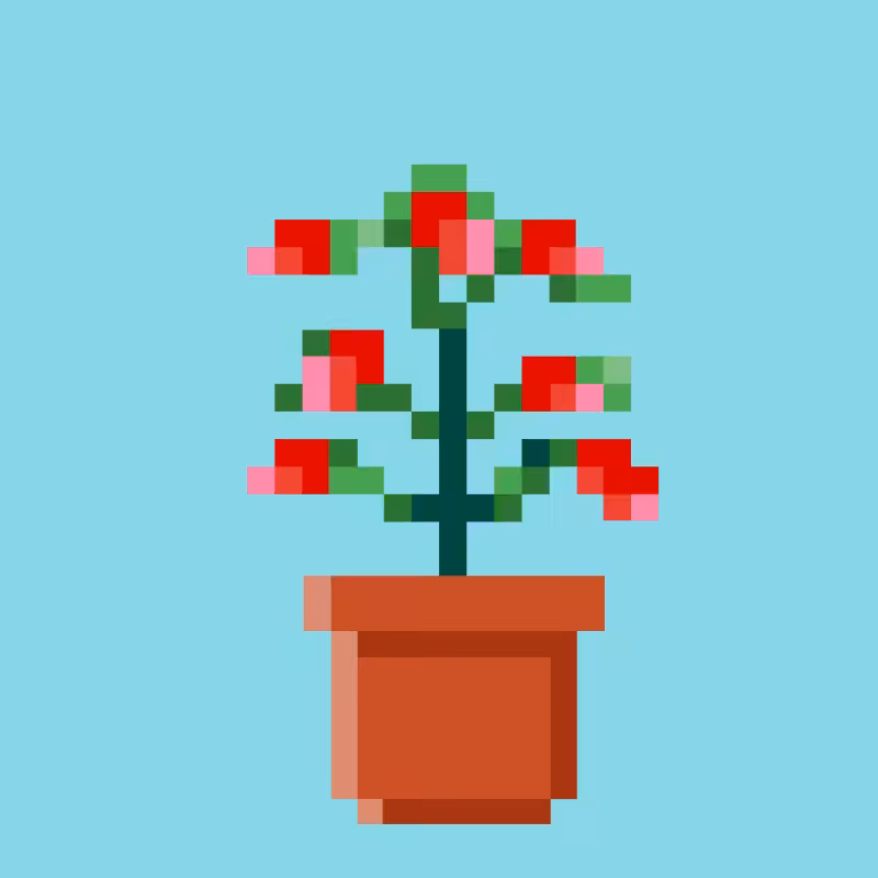 Tez Plants #12