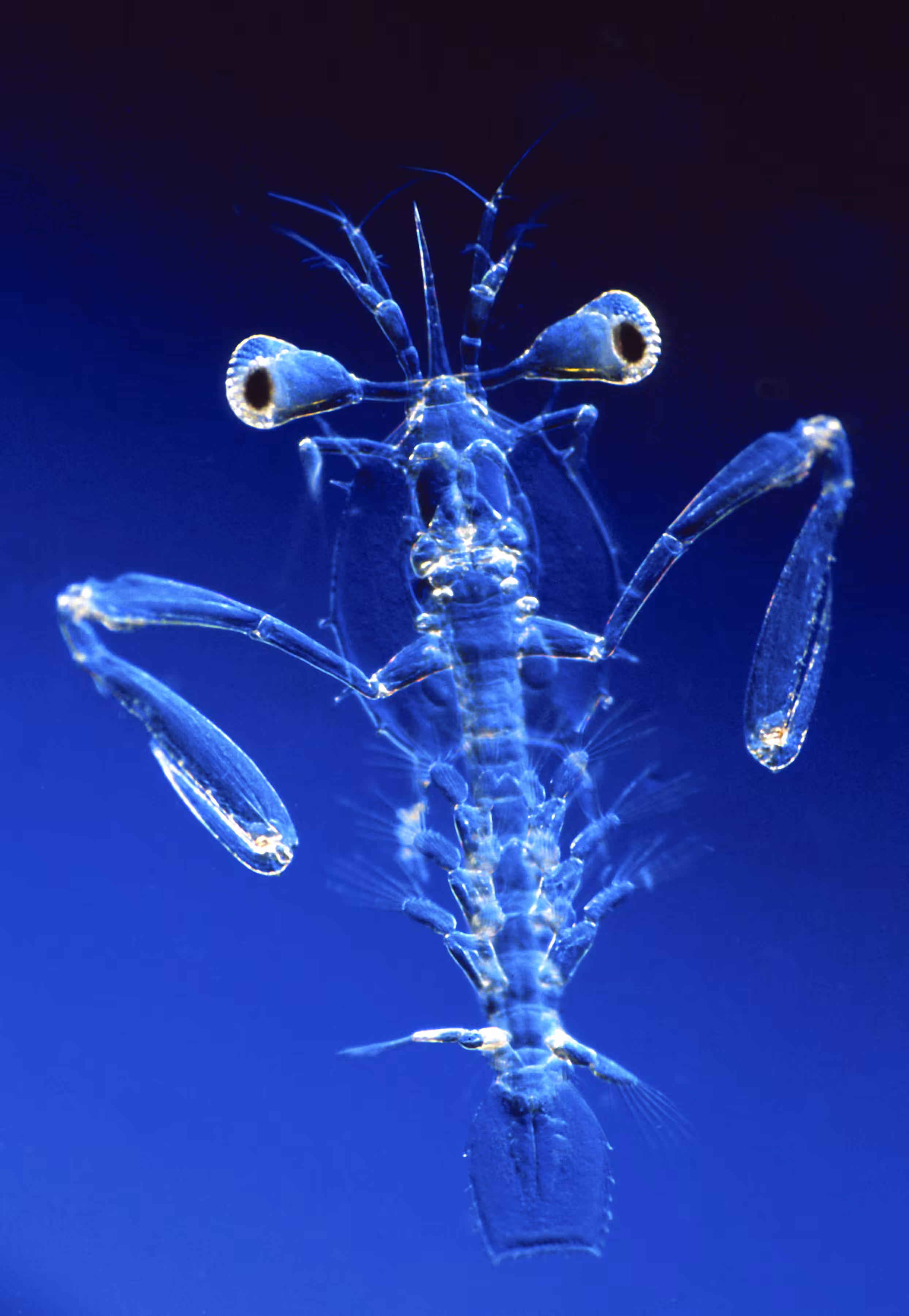 Invisible Oceans Founder's Collection: Invisible Oceans #16: Stomatopoda I