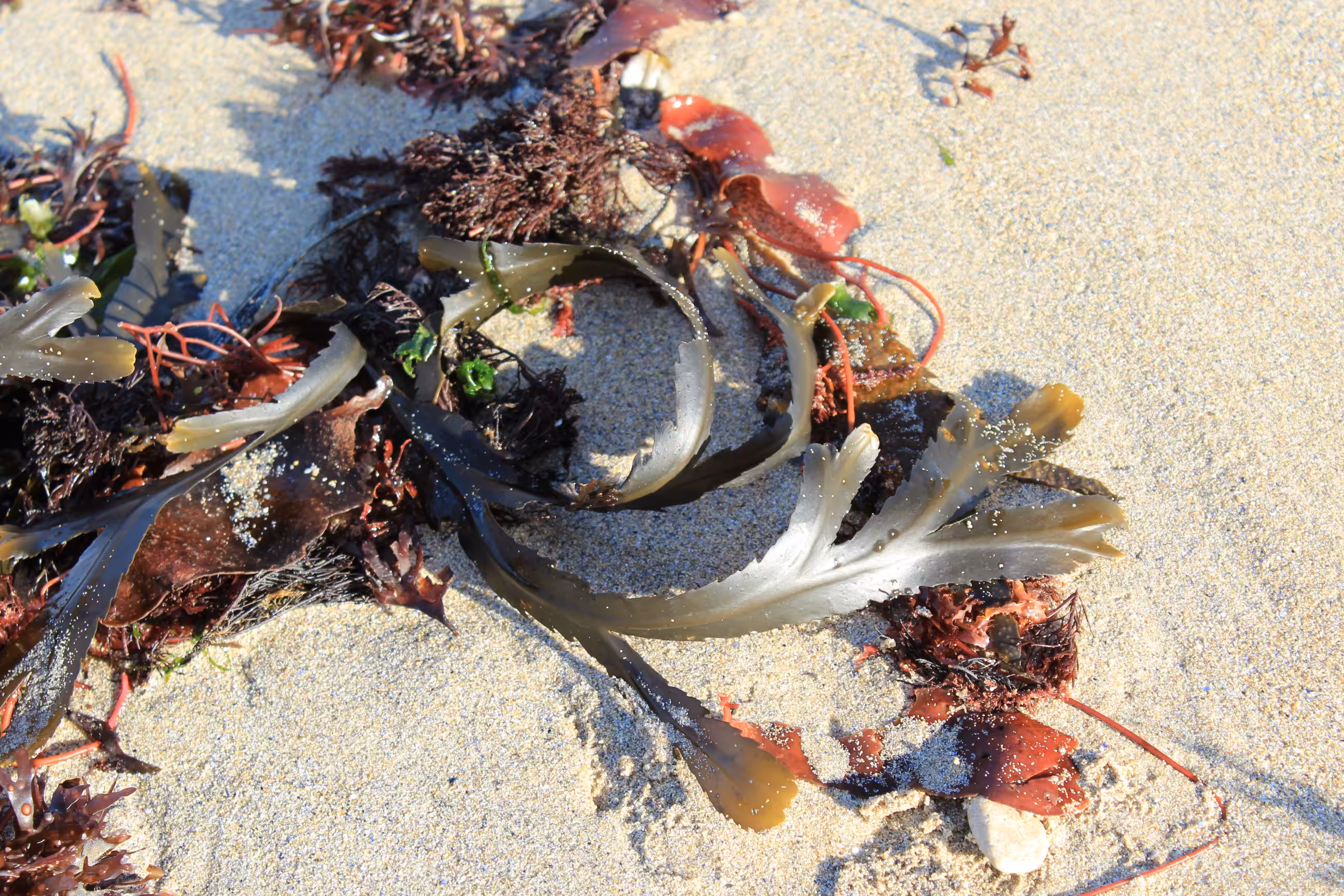 Traces of the Ocean