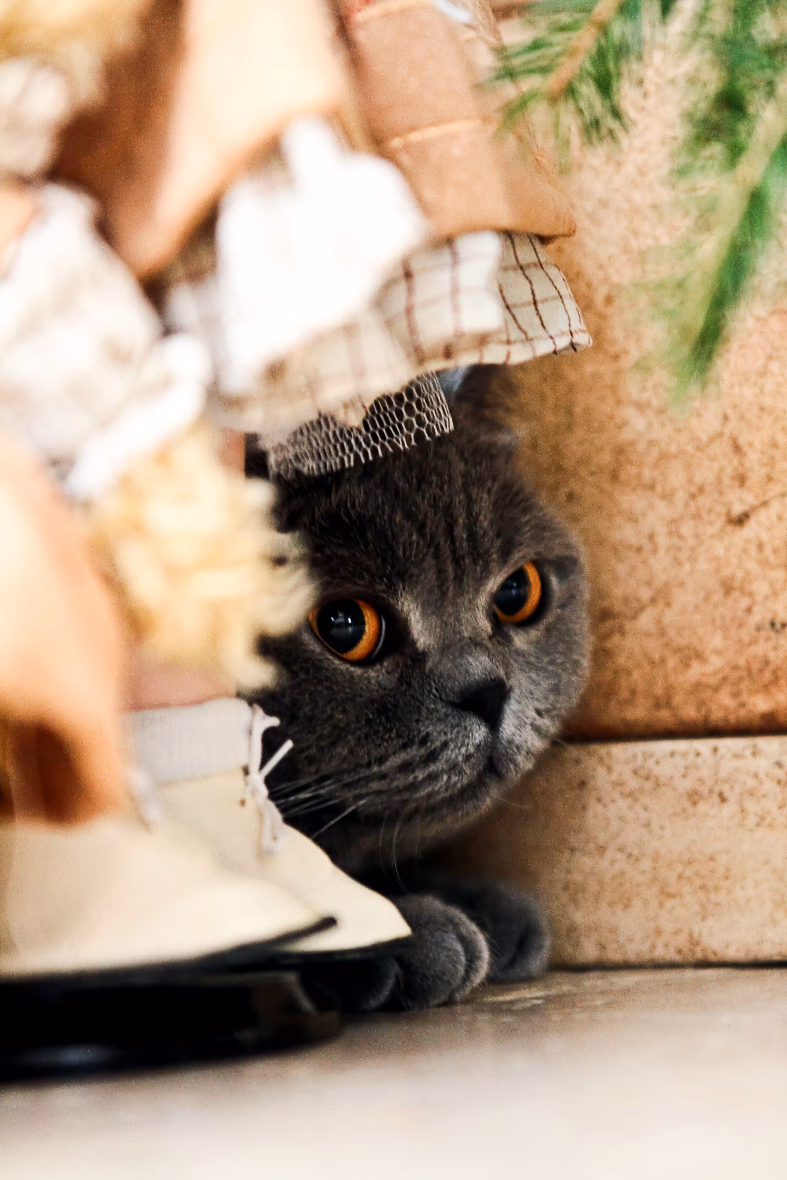 Hidden cat