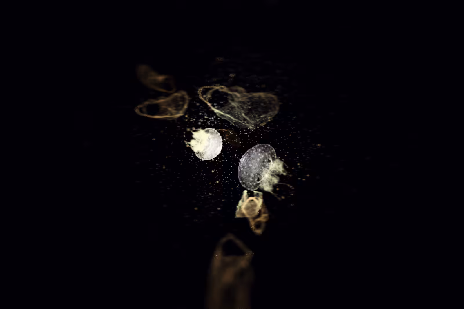 Turtle Vision #219