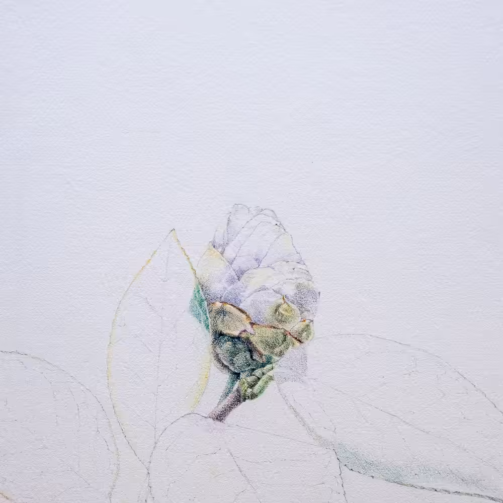 Camellia Study. No 1.