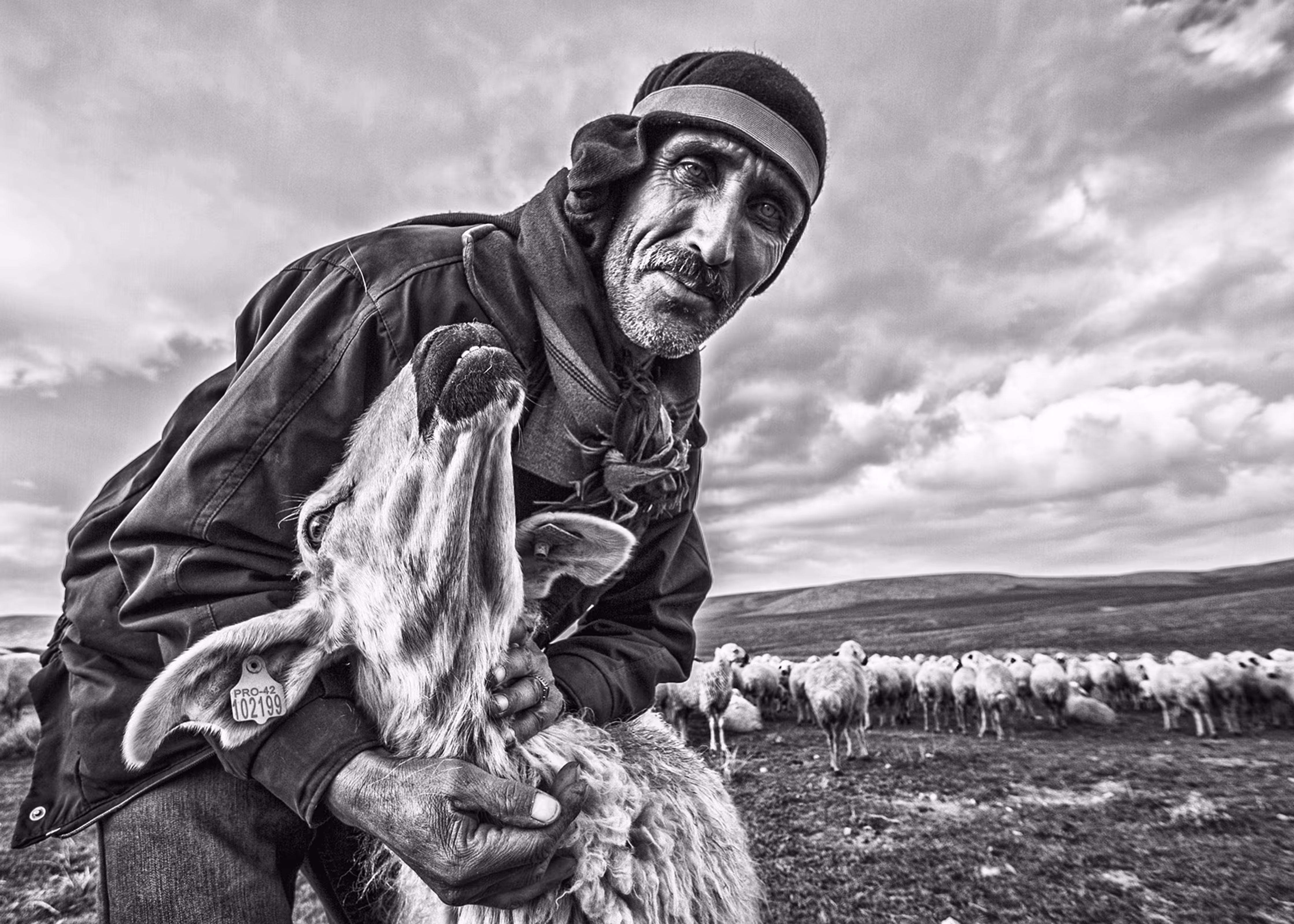 shepherd