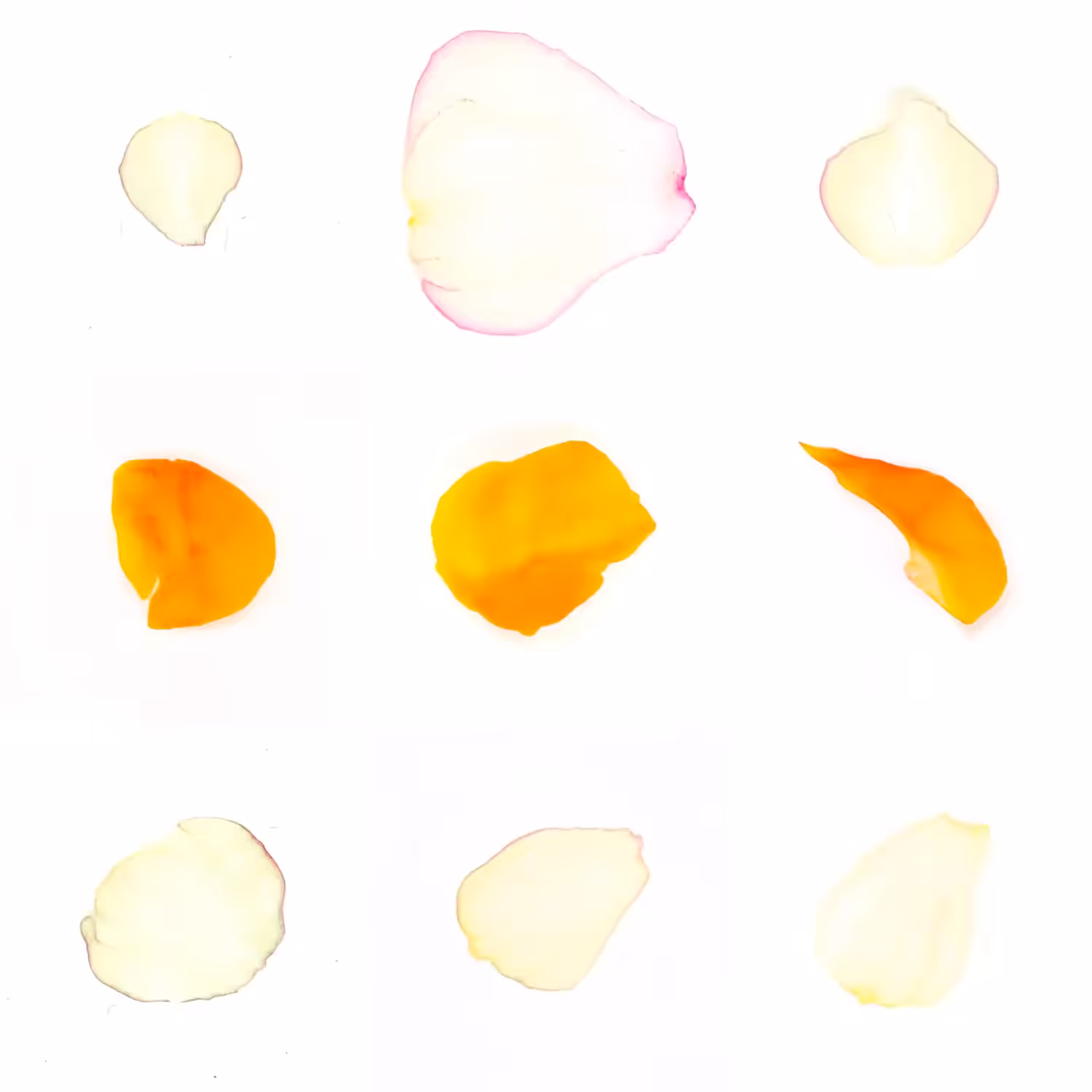 Infinite Petals 3x3#3933