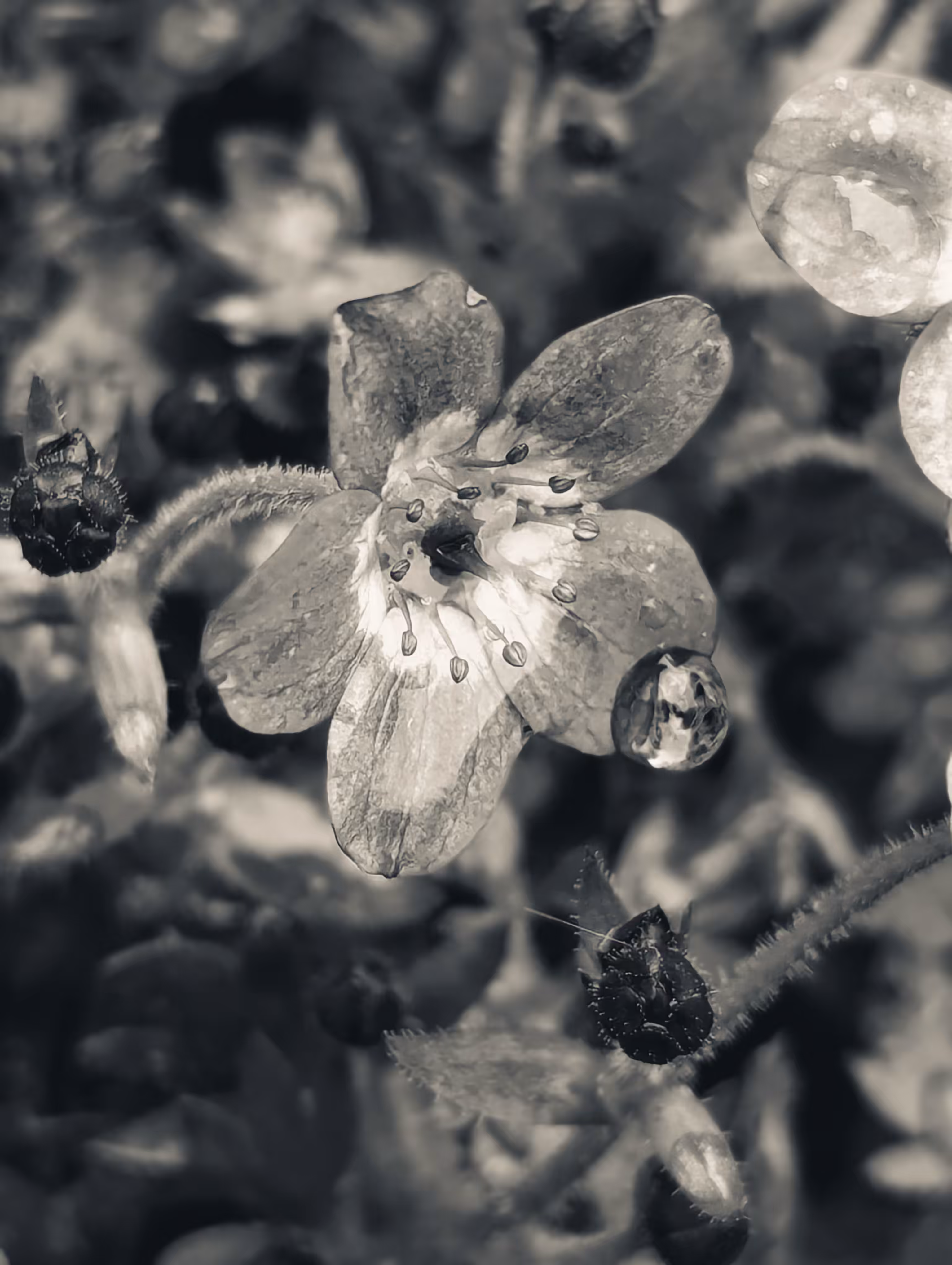 Luke_0x1 Photography : Petal