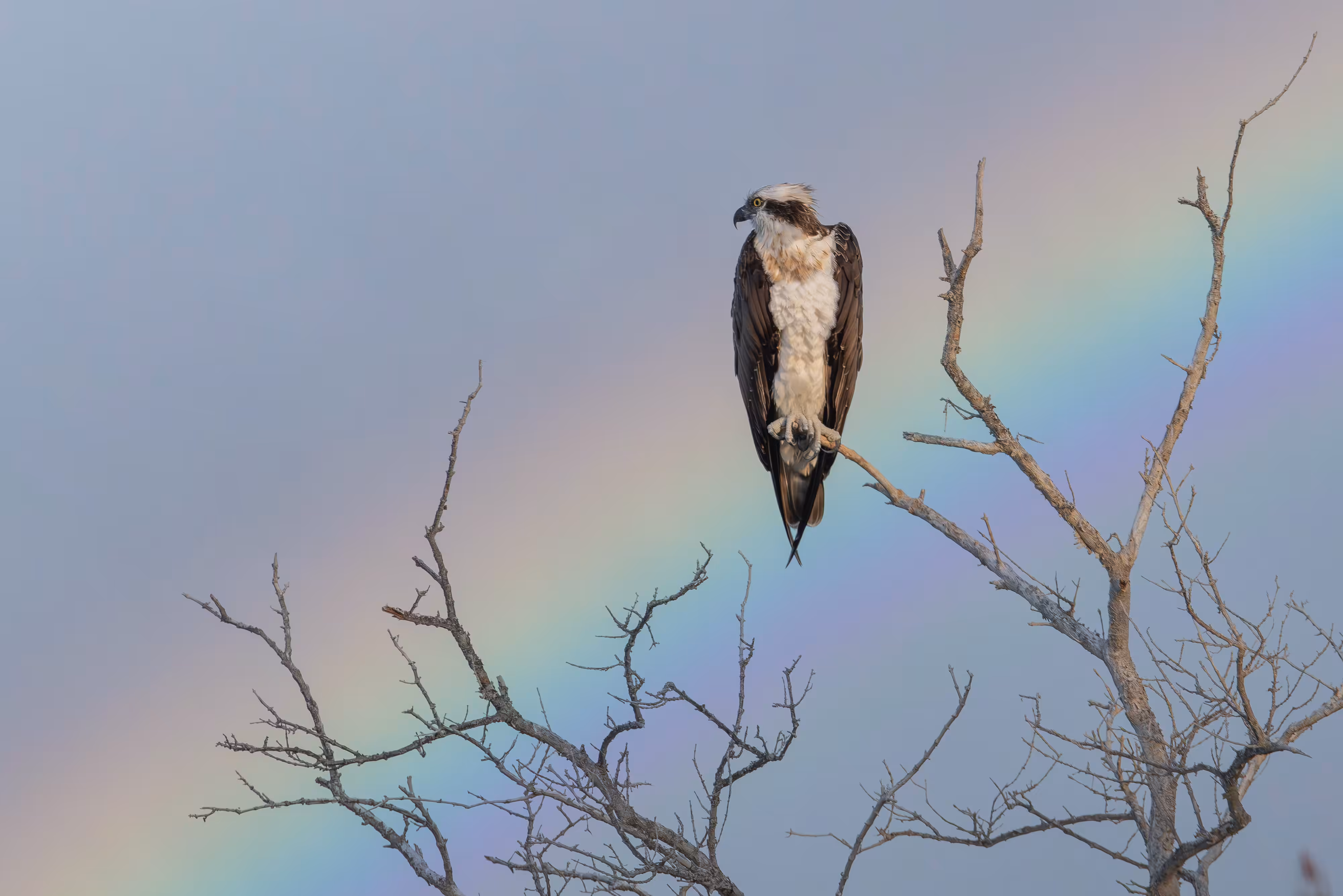 Osprey