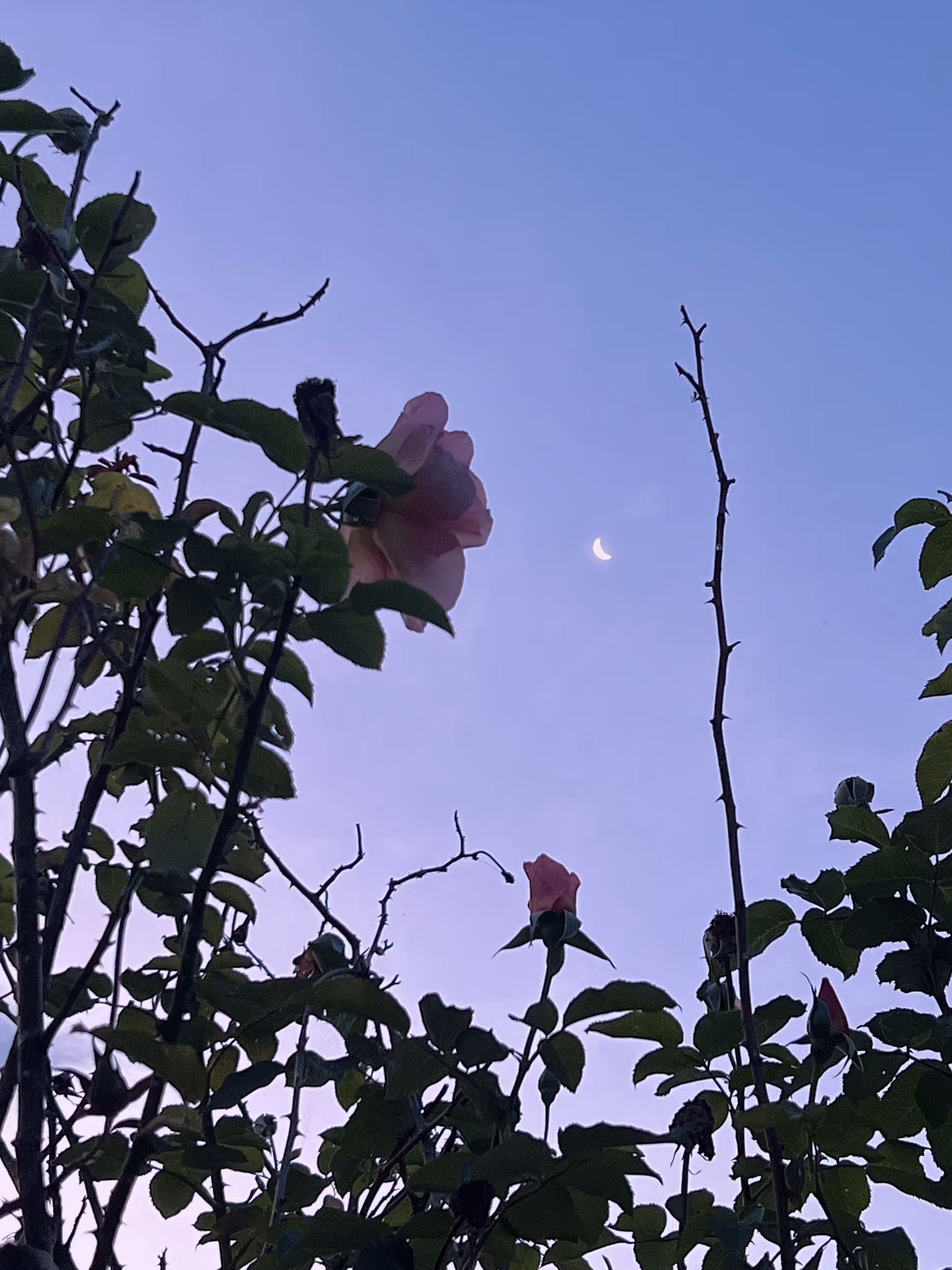 post December romance