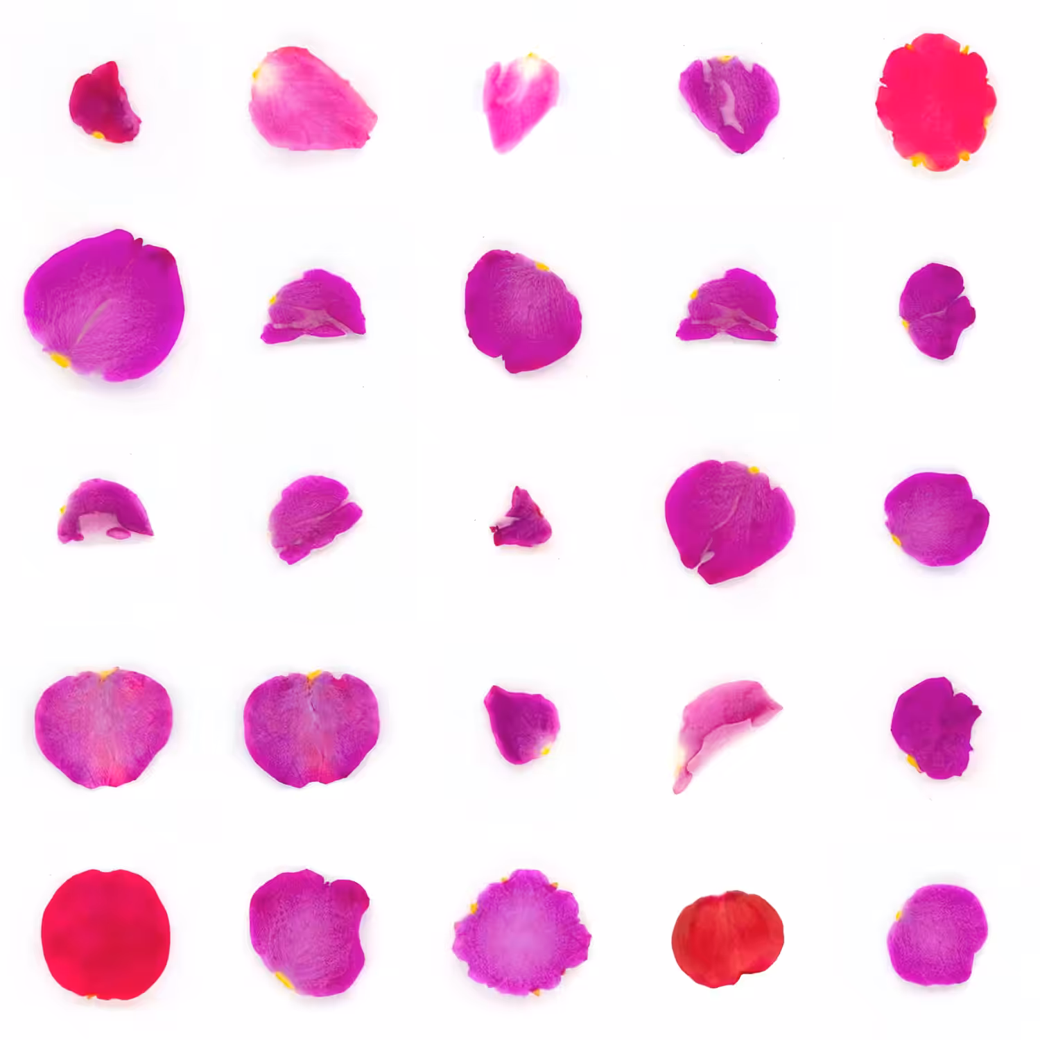 Infinite Petals 5x5#20036