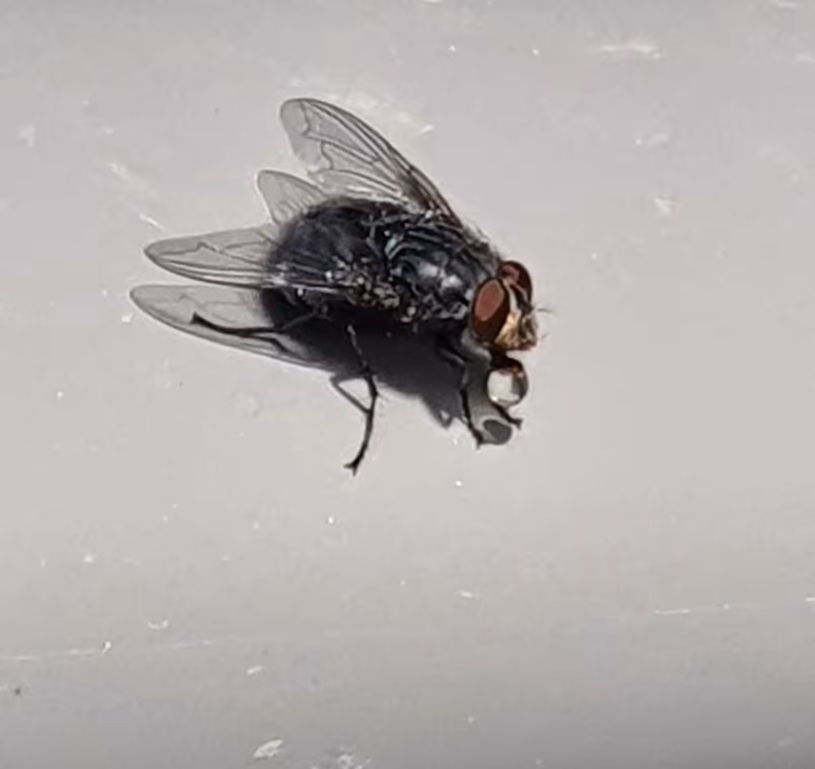 The fly #1