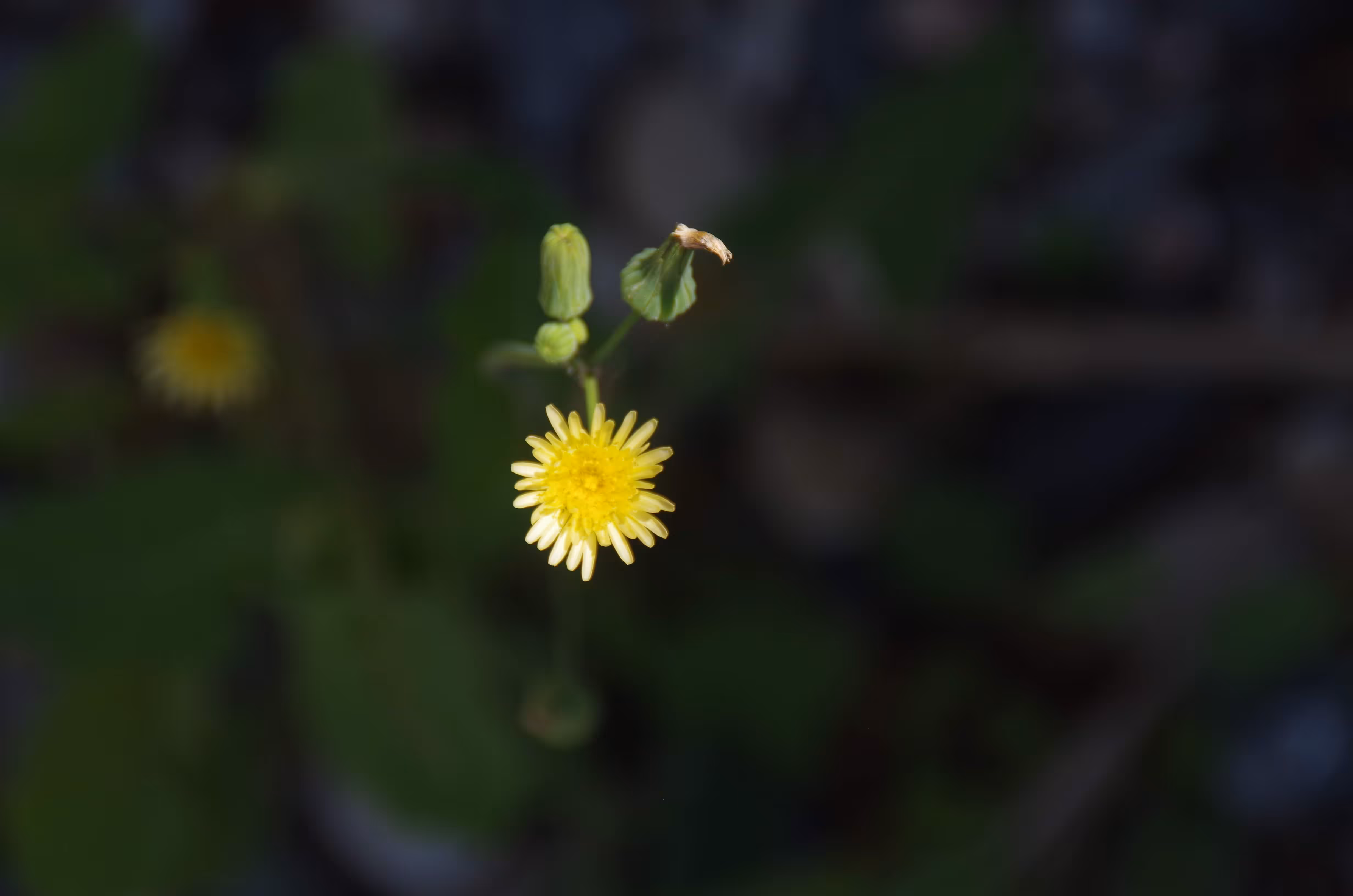 Hope