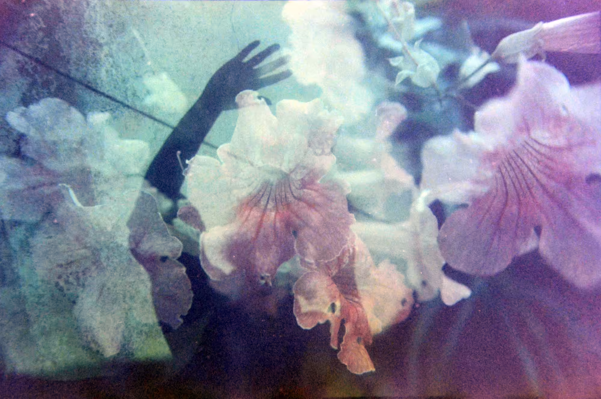 Angiospermae