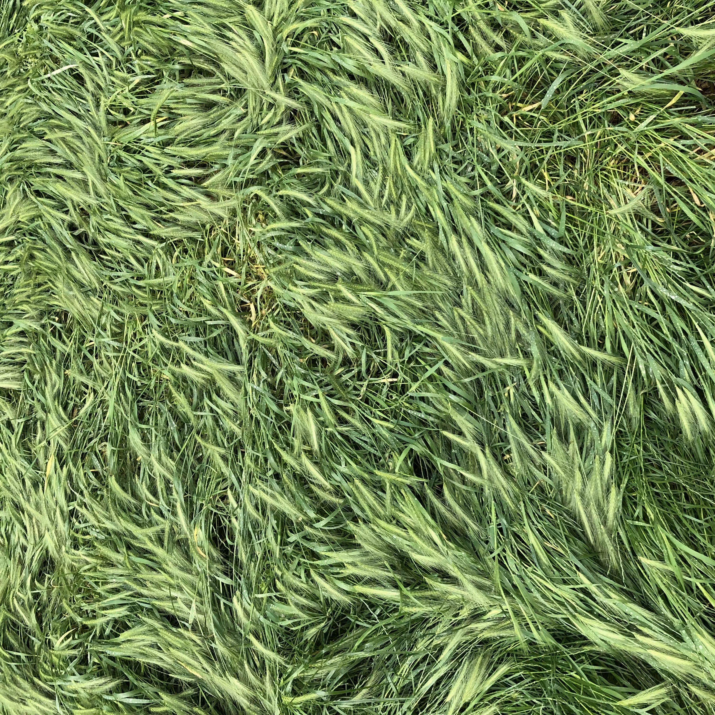 Leaves of Grass