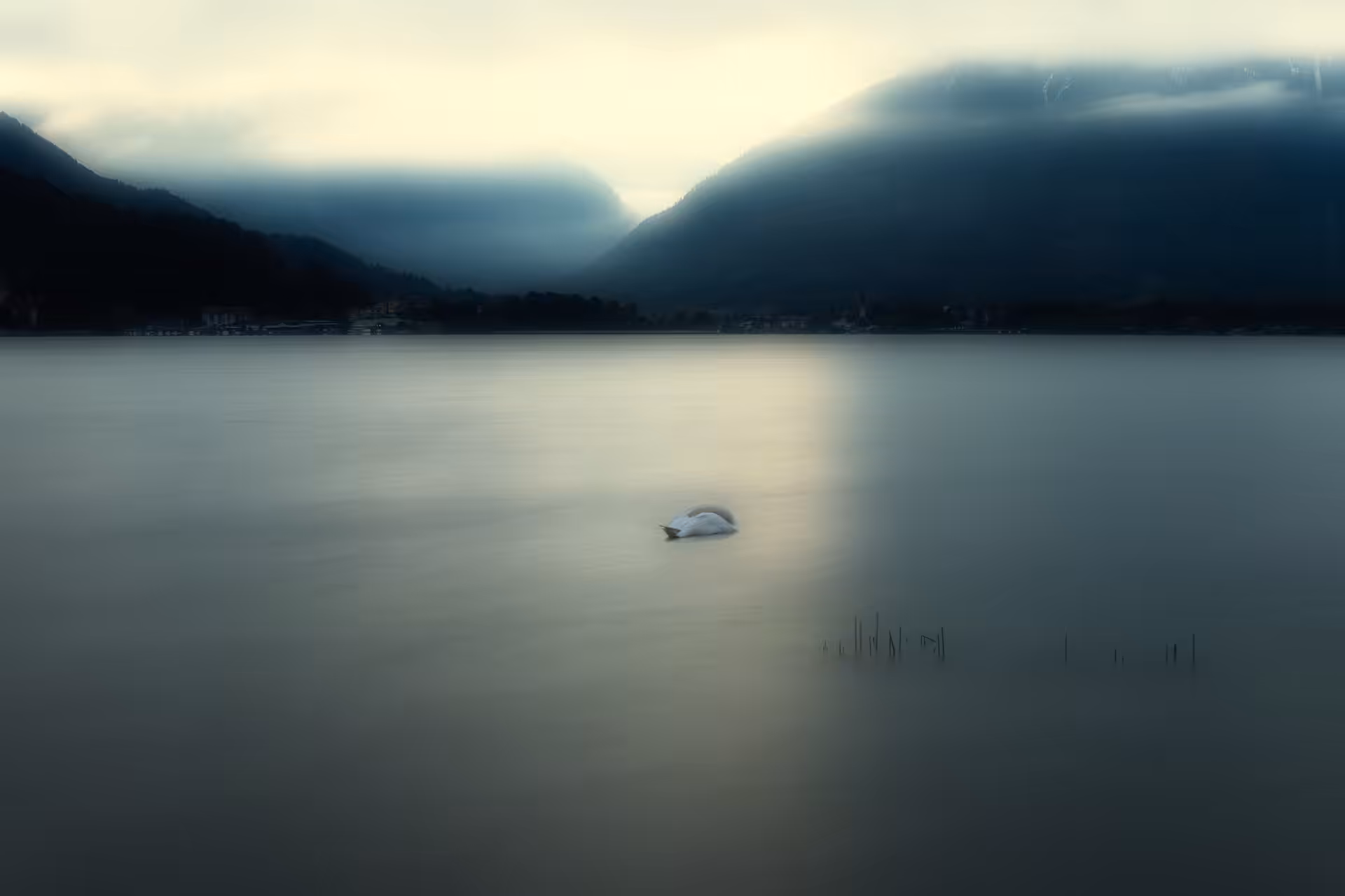 a sleeping swan