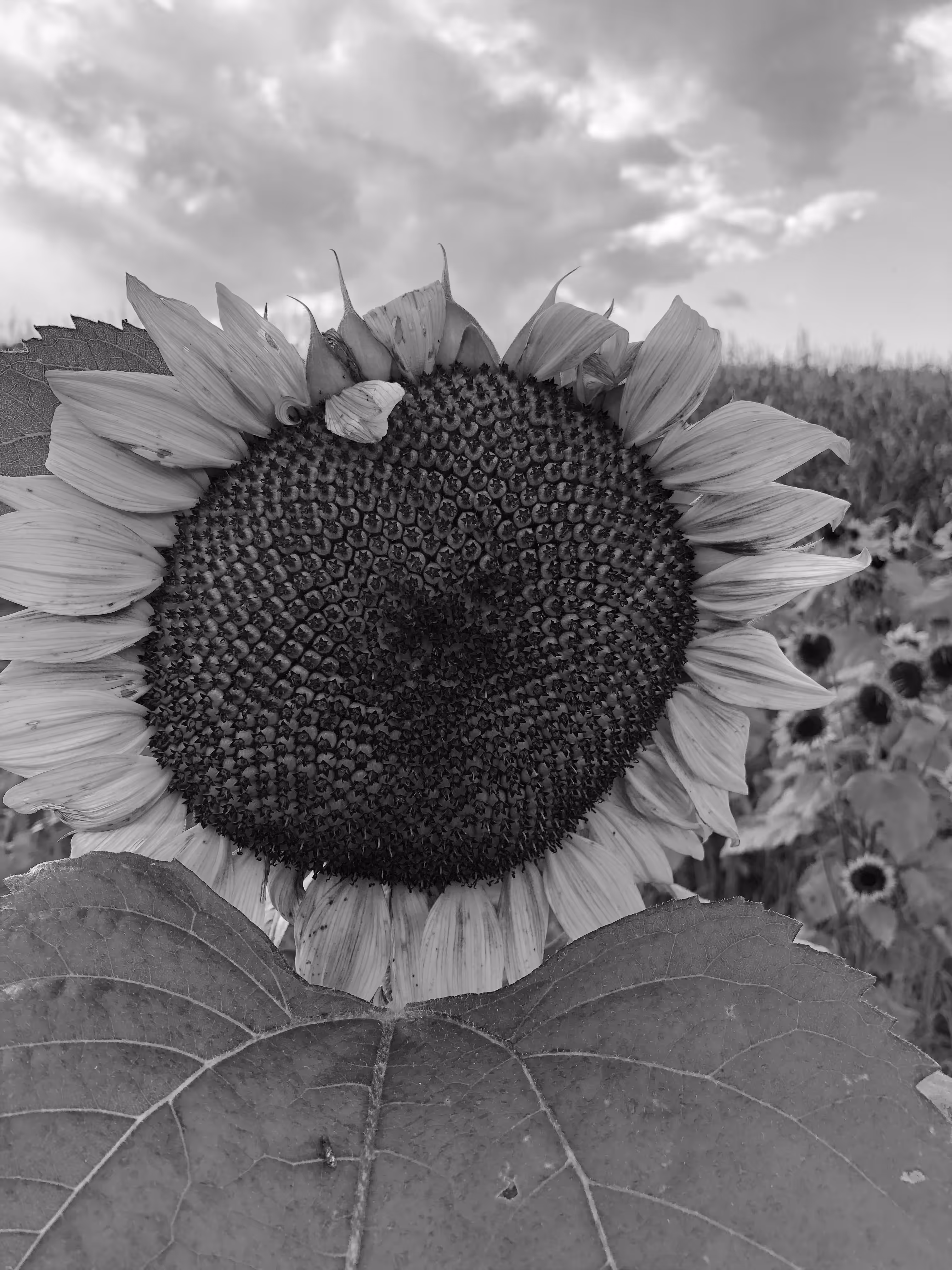 Sunflower